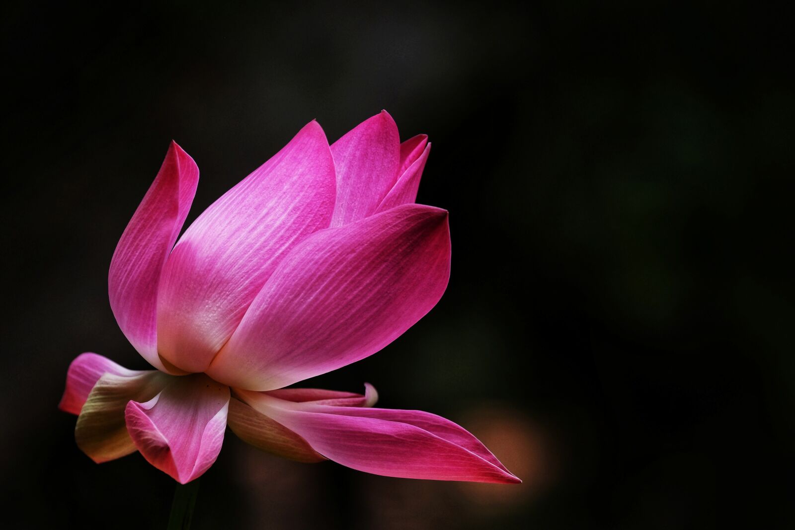 Fujifilm X-T1 sample photo. Lotus, flower, pink flower photography