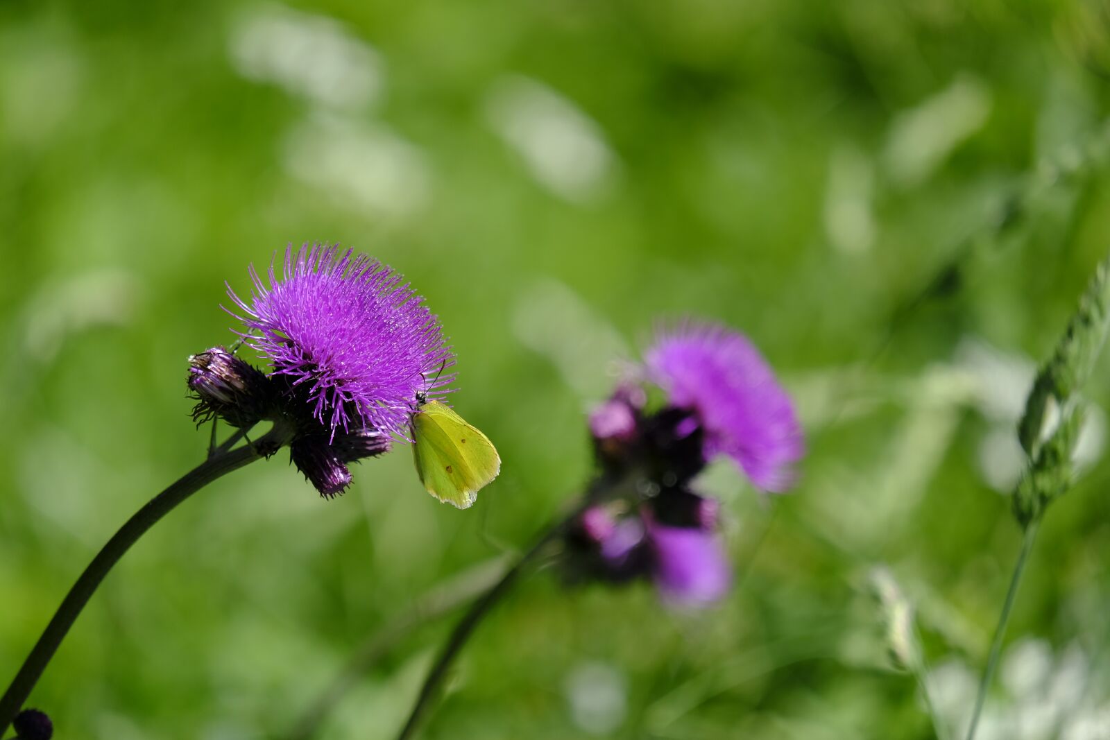 Fujifilm X-T2 + Fujifilm XF 55-200mm F3.5-4.8 R LM OIS sample photo. Thistle, acker thistle, creeping photography