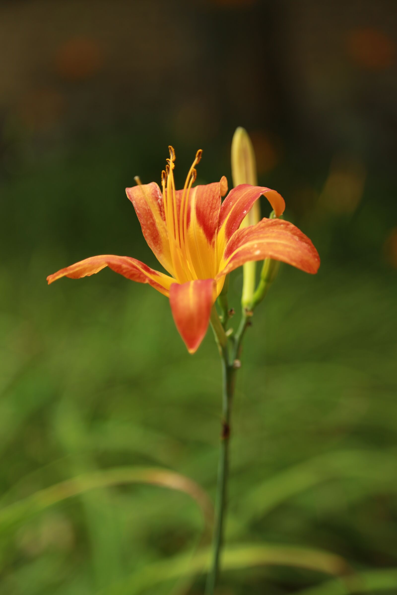 Canon EOS 6D + Canon EF 24-105mm F4L IS USM sample photo. Lily, lilium lancifolium, flowers photography