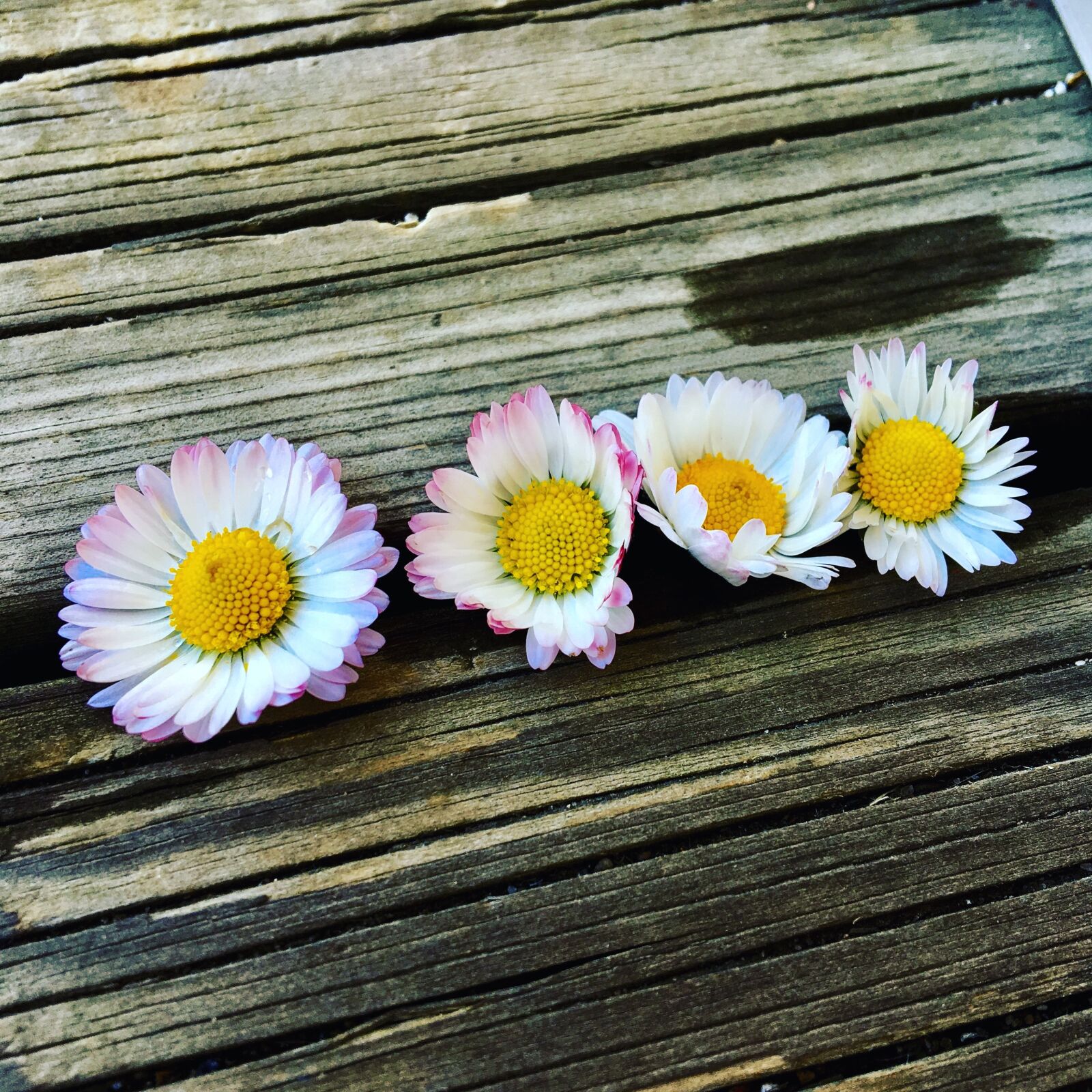 Apple iPhone 6s sample photo. Flowers, flower, plant photography