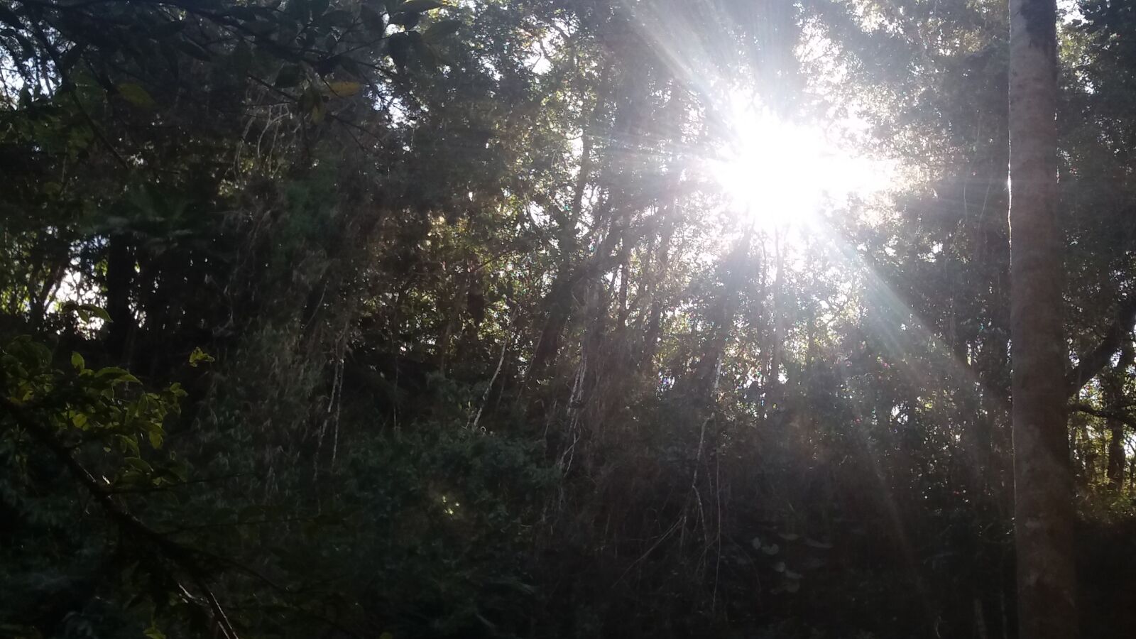 Samsung Galaxy J5 sample photo. Arvore, sol, natureza photography
