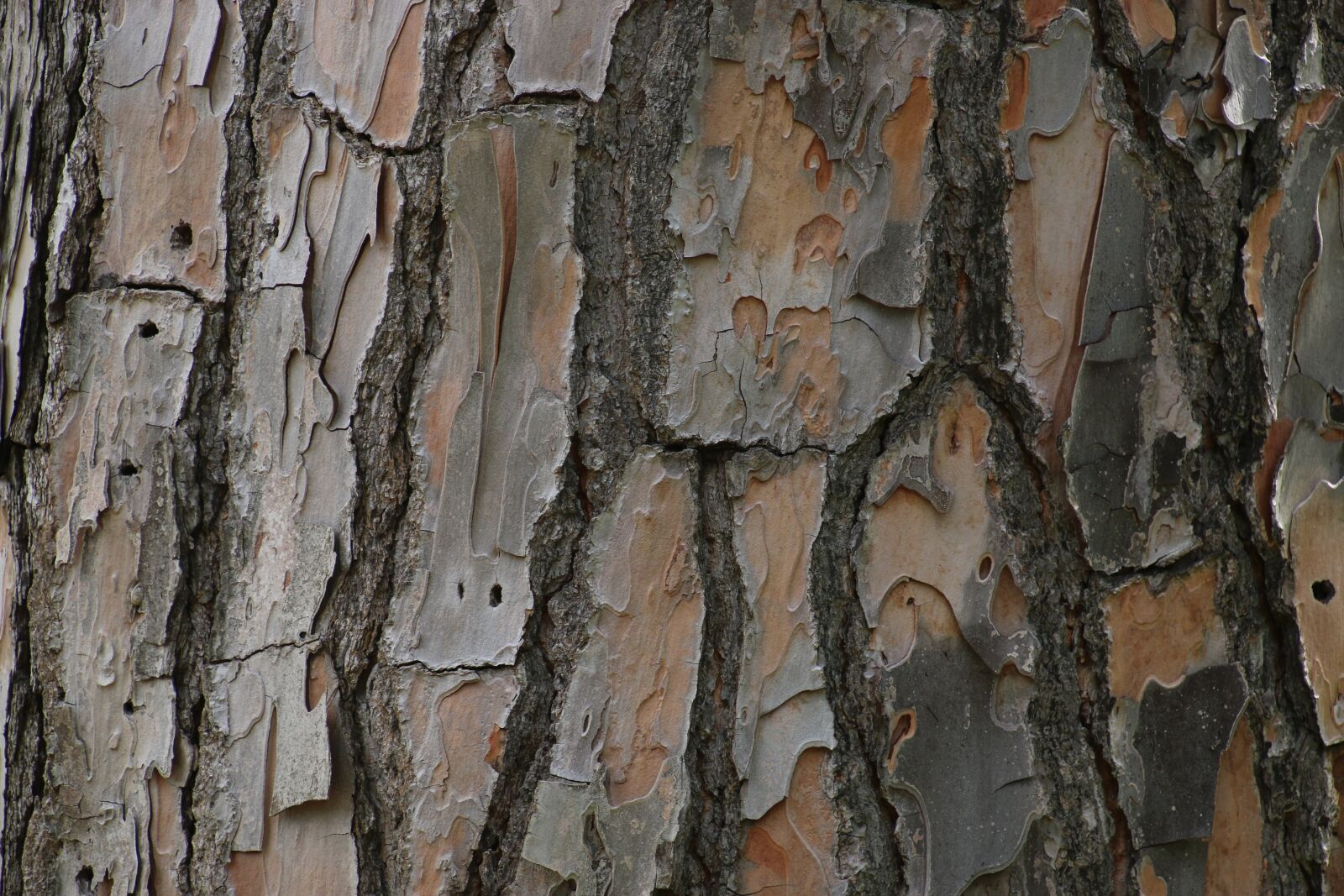 Tamron 16-300mm F3.5-6.3 Di II VC PZD Macro sample photo. Tree, tree bark, forest photography