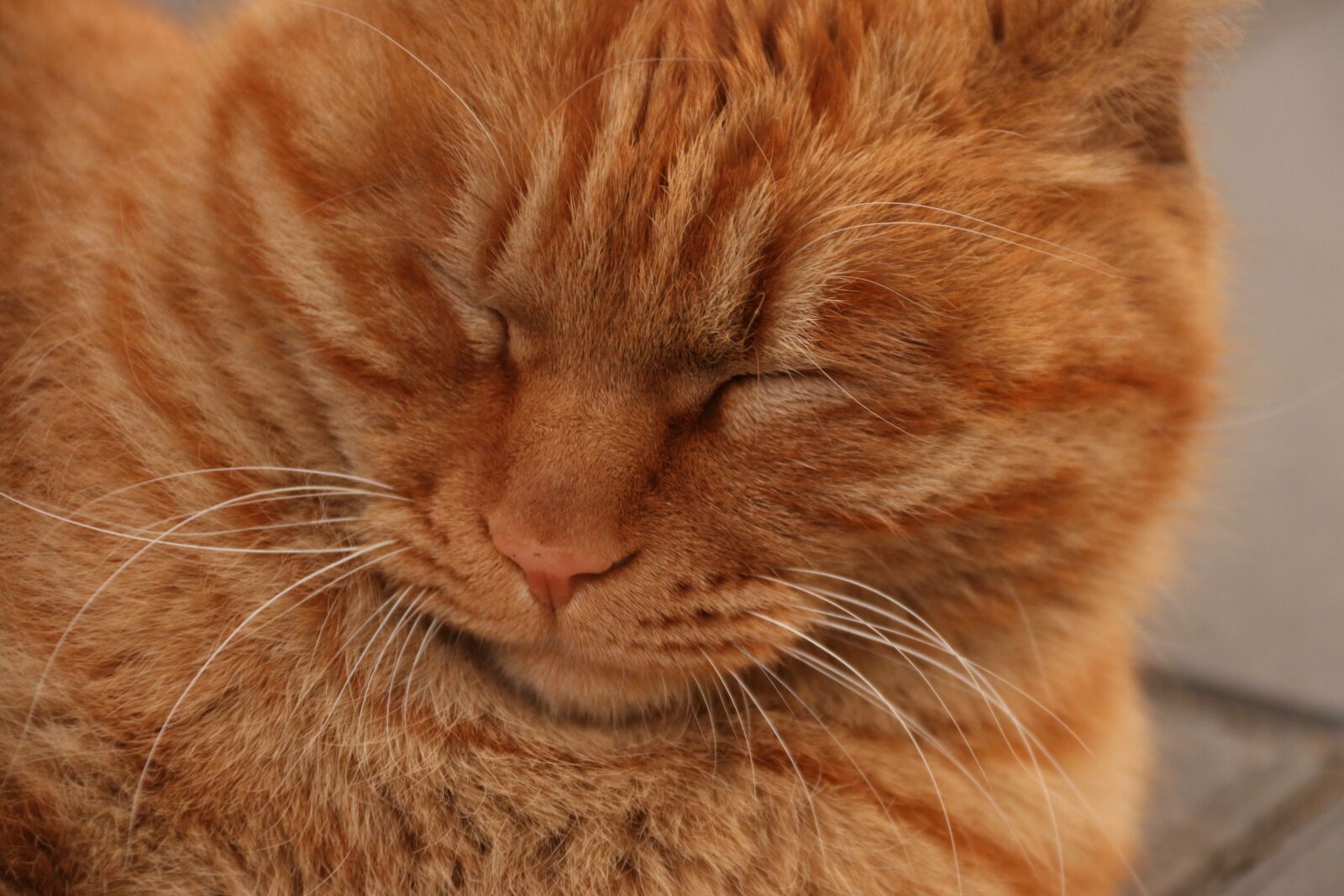 Canon EF-S 18-200mm F3.5-5.6 IS sample photo. Cat, animal, pets photography