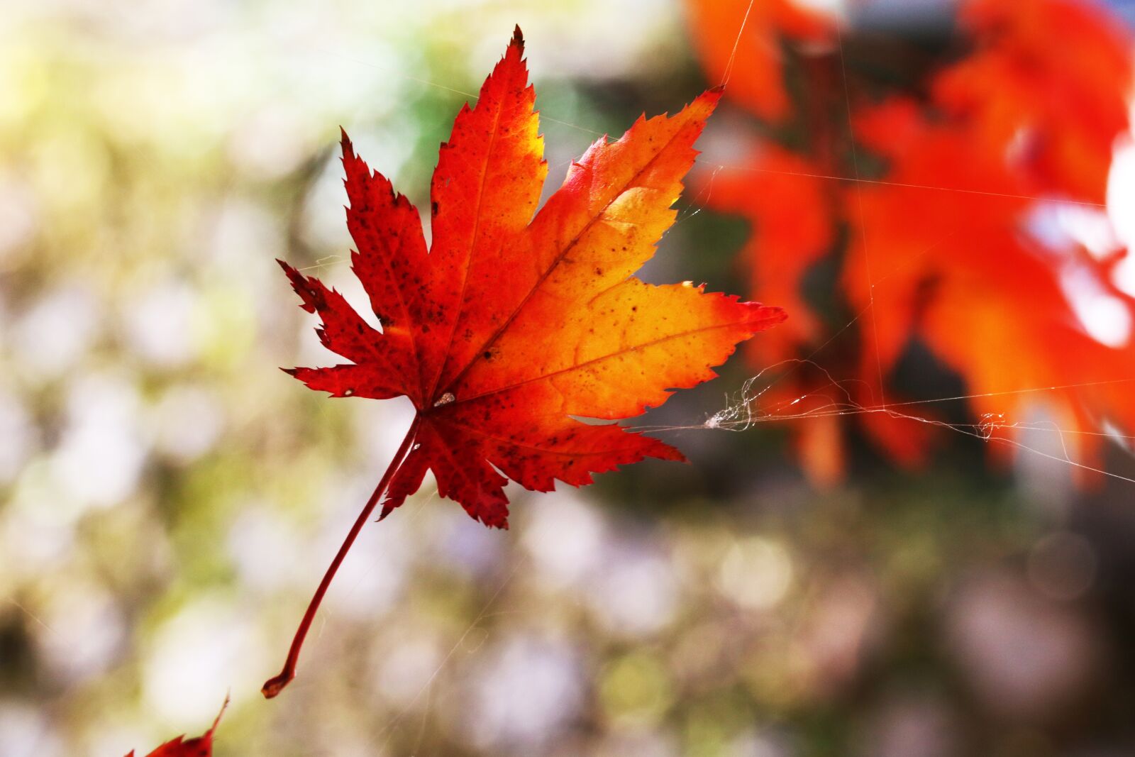 Canon EOS 750D (EOS Rebel T6i / EOS Kiss X8i) sample photo. Autumn leaves, maple, the photography