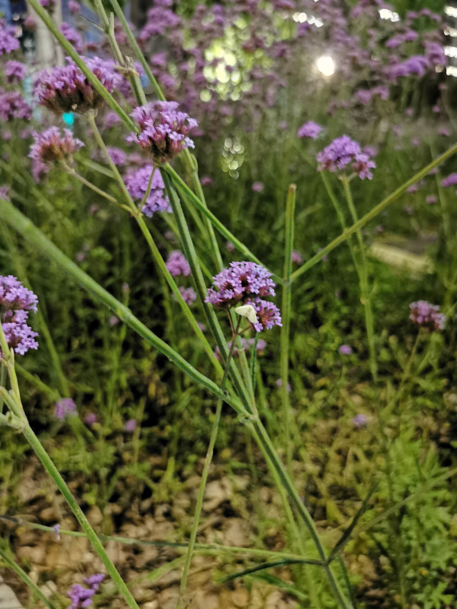 HUAWEI P30 Pro sample photo. Midnight, lavender, moths photography