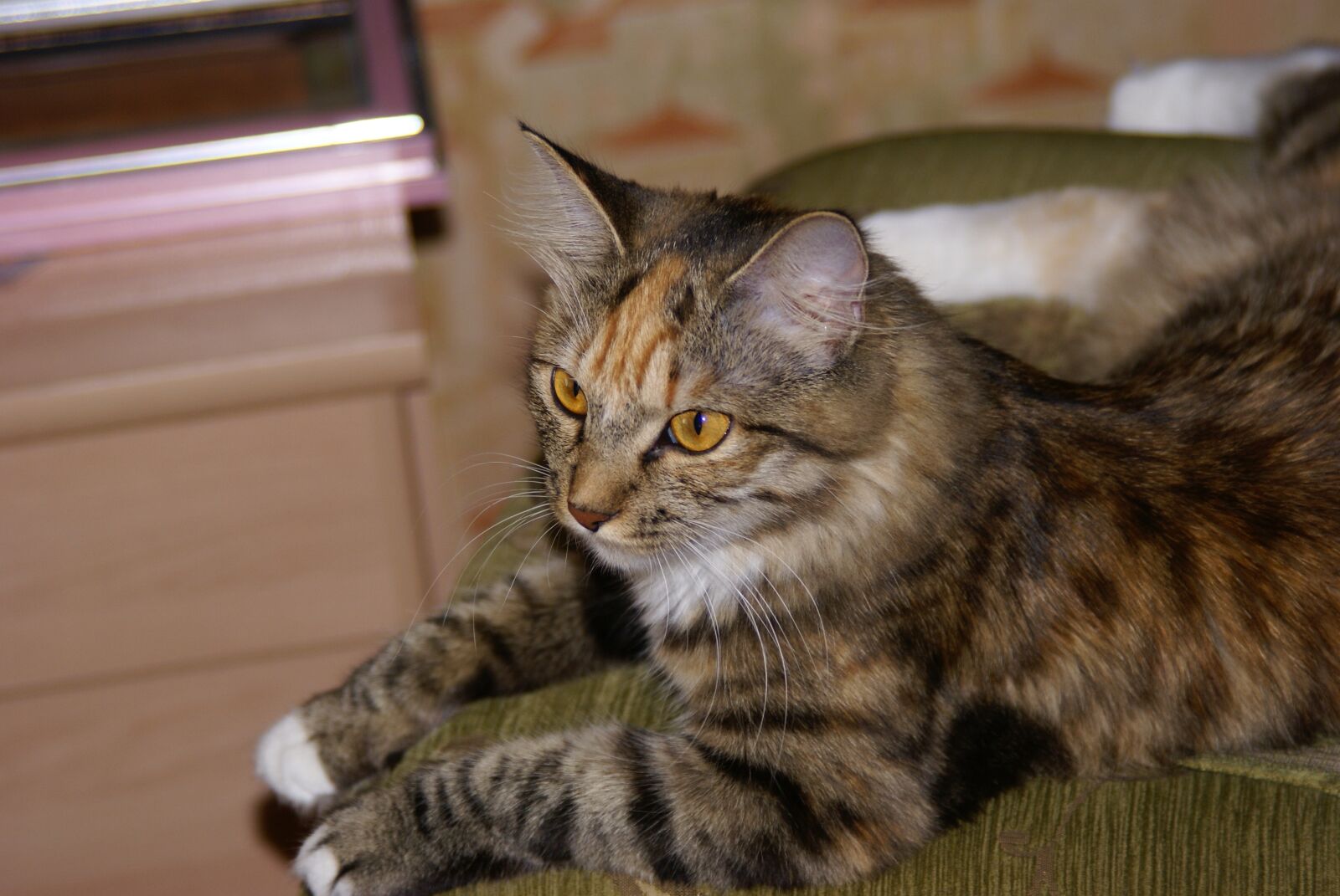 Sony Alpha DSLR-A100 sample photo. Tabby, cat, comfort photography