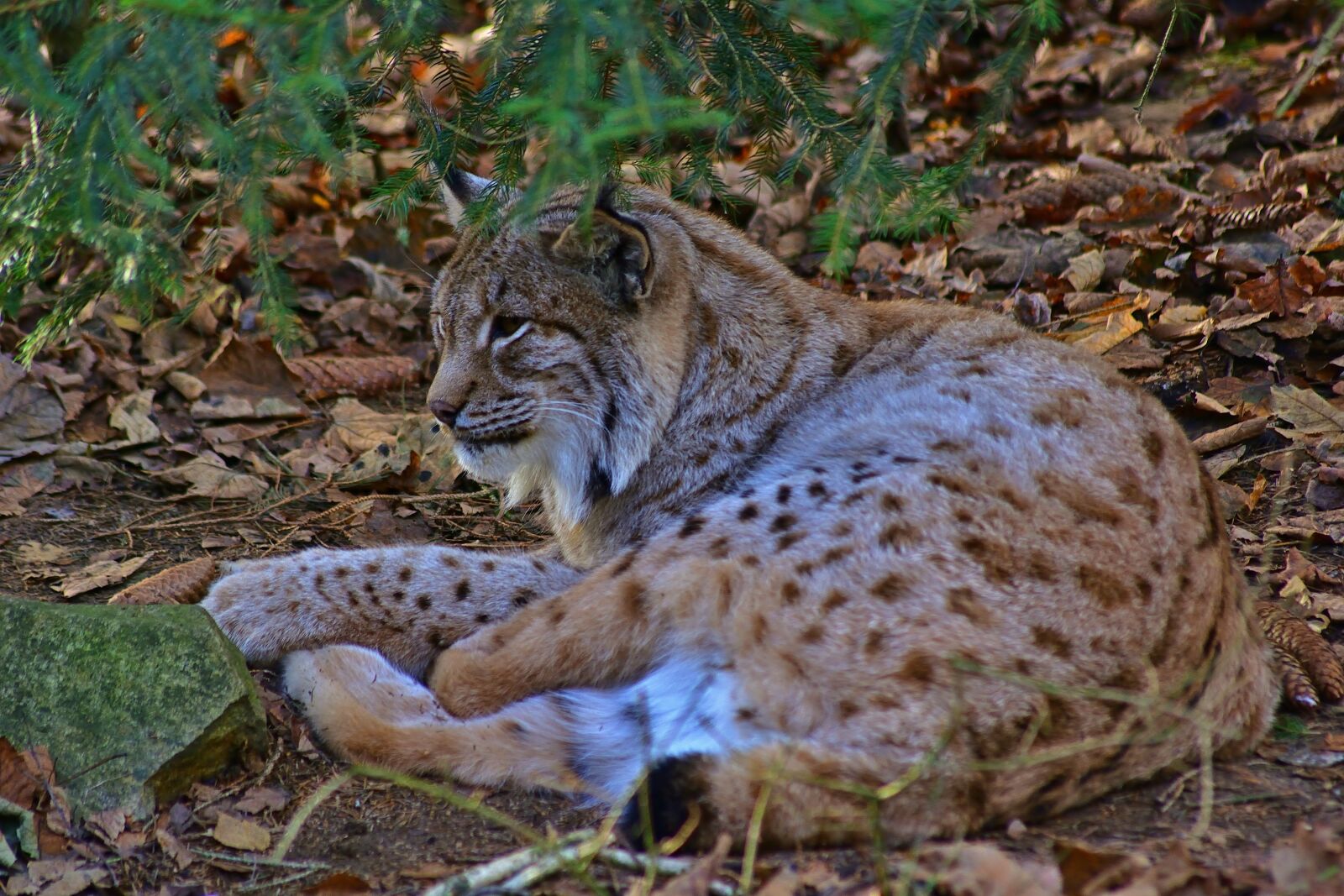 Nikon D5200 sample photo. Animal world, lynx, nature photography