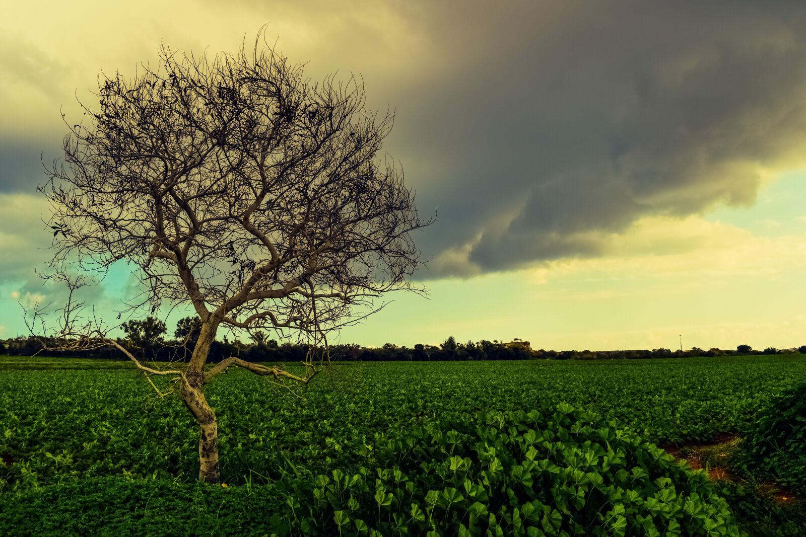 Nikon D3300 sample photo. Tree, meadow, landscape photography