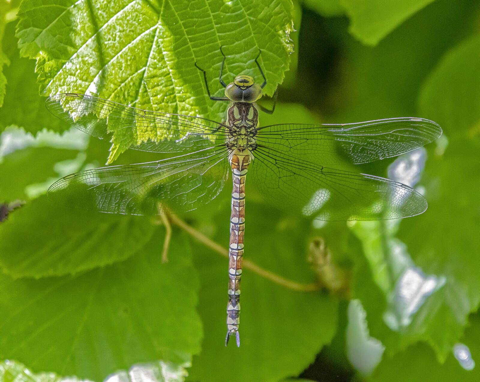 Sigma 100-400mm F5-6.3 DG OS HSM sample photo. Dragonfly, wings, insect photography