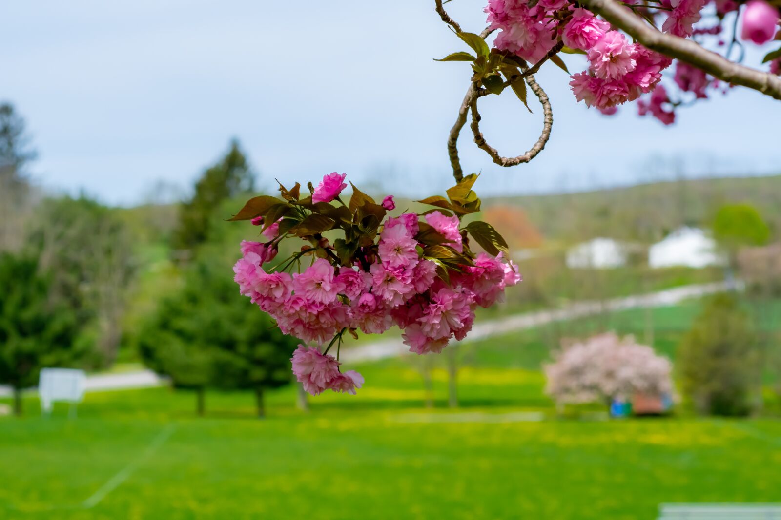 Nikon D500 sample photo. Tree, blooming, springtime photography