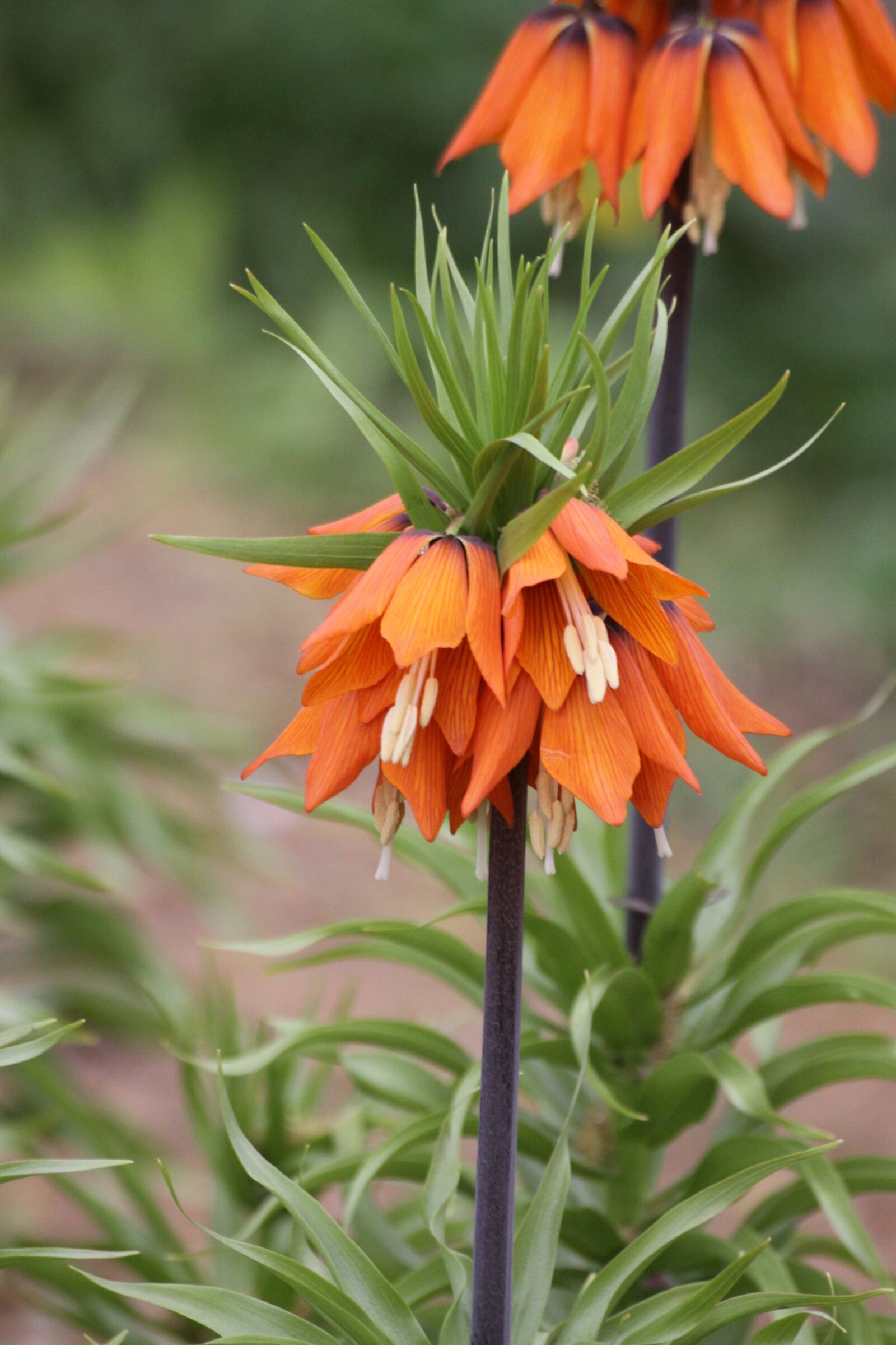 Canon EOS 50D sample photo. Orange flowers, summer, nature photography