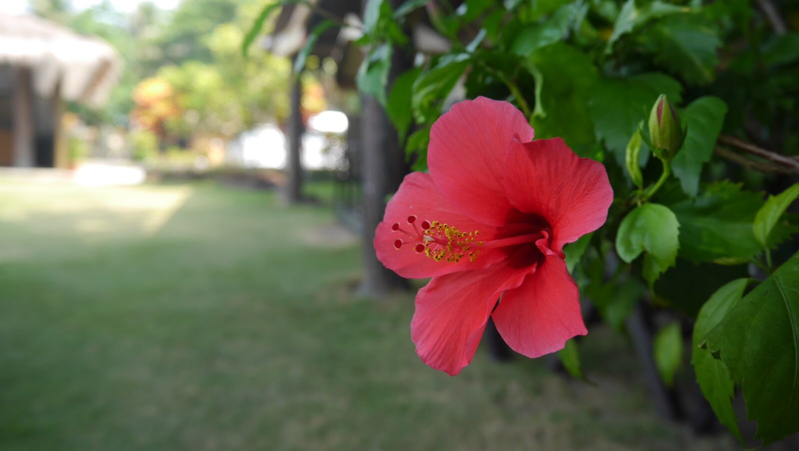 Panasonic Lumix DMC-GF6 sample photo. Bintan, sea island, flower photography