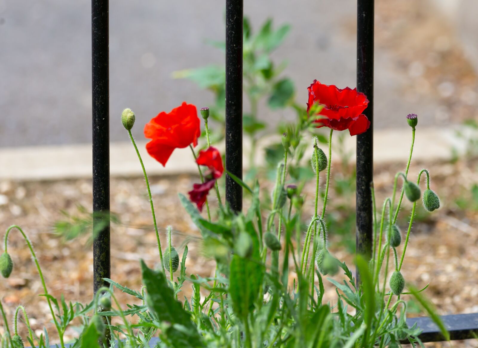 150-600mm F5-6.3 DG OS HSM | Contemporary 015 sample photo. Poppy, green, red photography