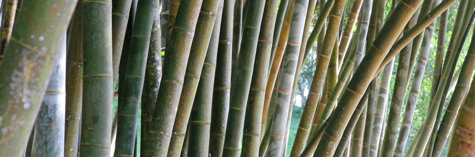 Canon EOS 60D sample photo. Bamboo, hatch, stripes photography
