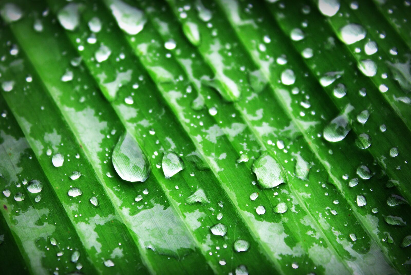 Canon EOS 650D (EOS Rebel T4i / EOS Kiss X6i) sample photo. Water, dew photography