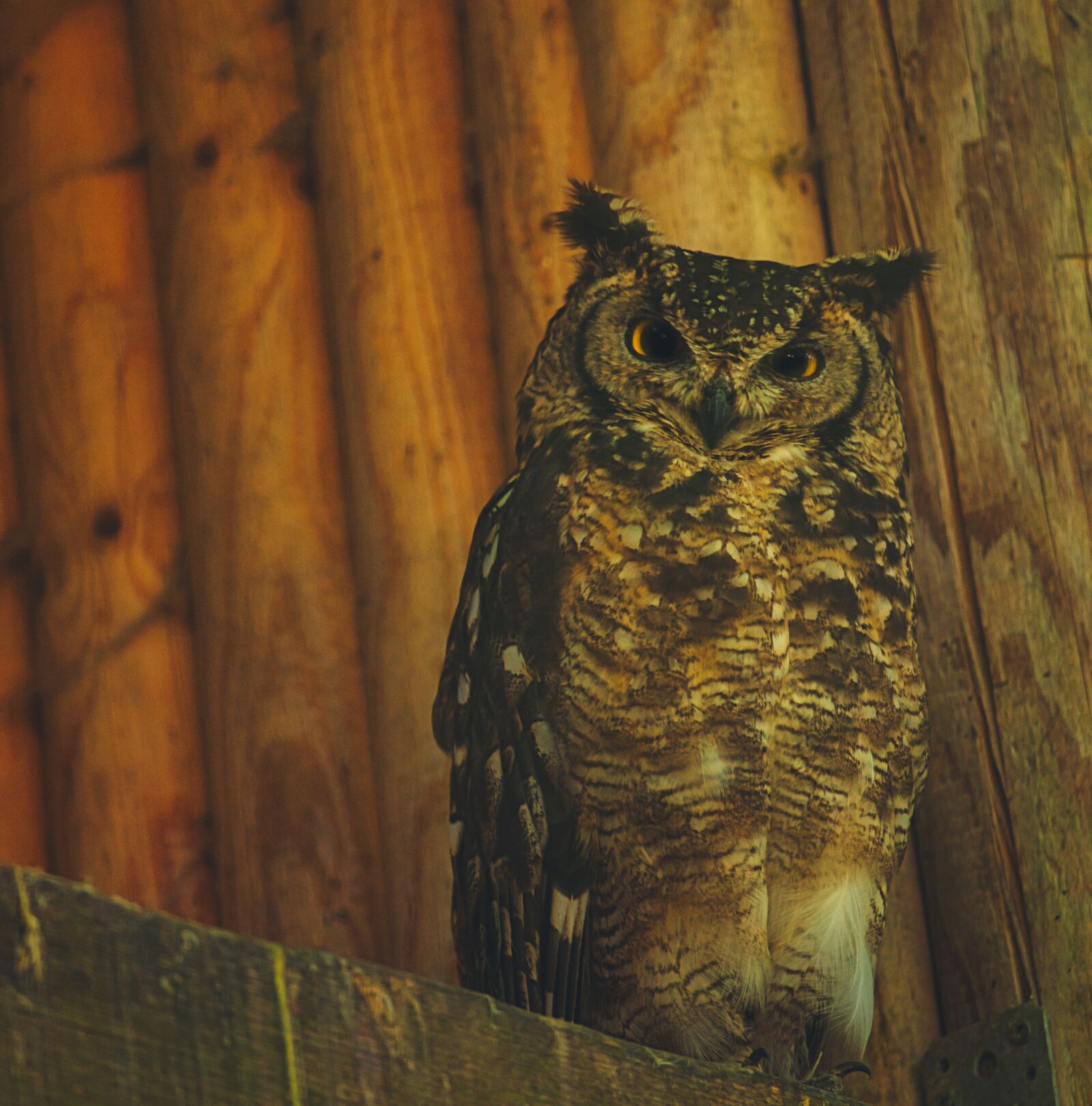 Canon EOS 5D Mark II + Canon EF 70-200mm F4L IS USM sample photo. Owl, forest, bird photography