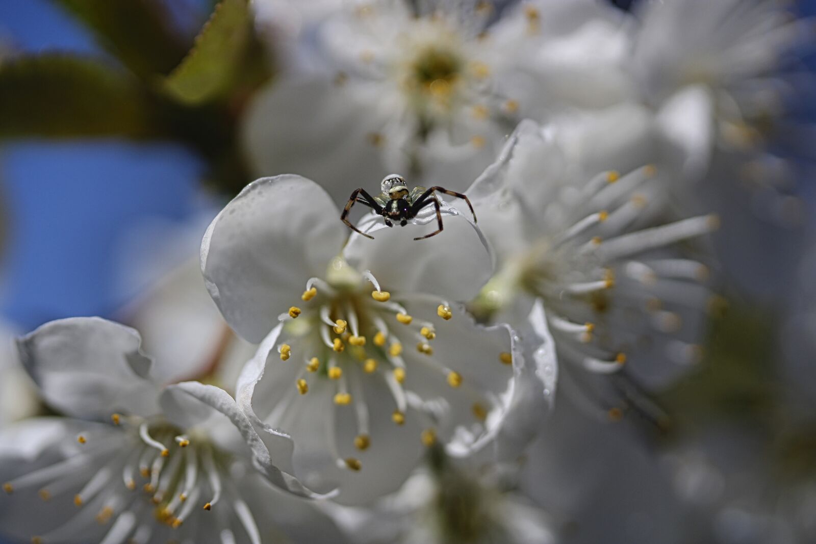 Canon EF-S 60mm F2.8 Macro USM sample photo. Spring, cherry blossomed, bloom photography