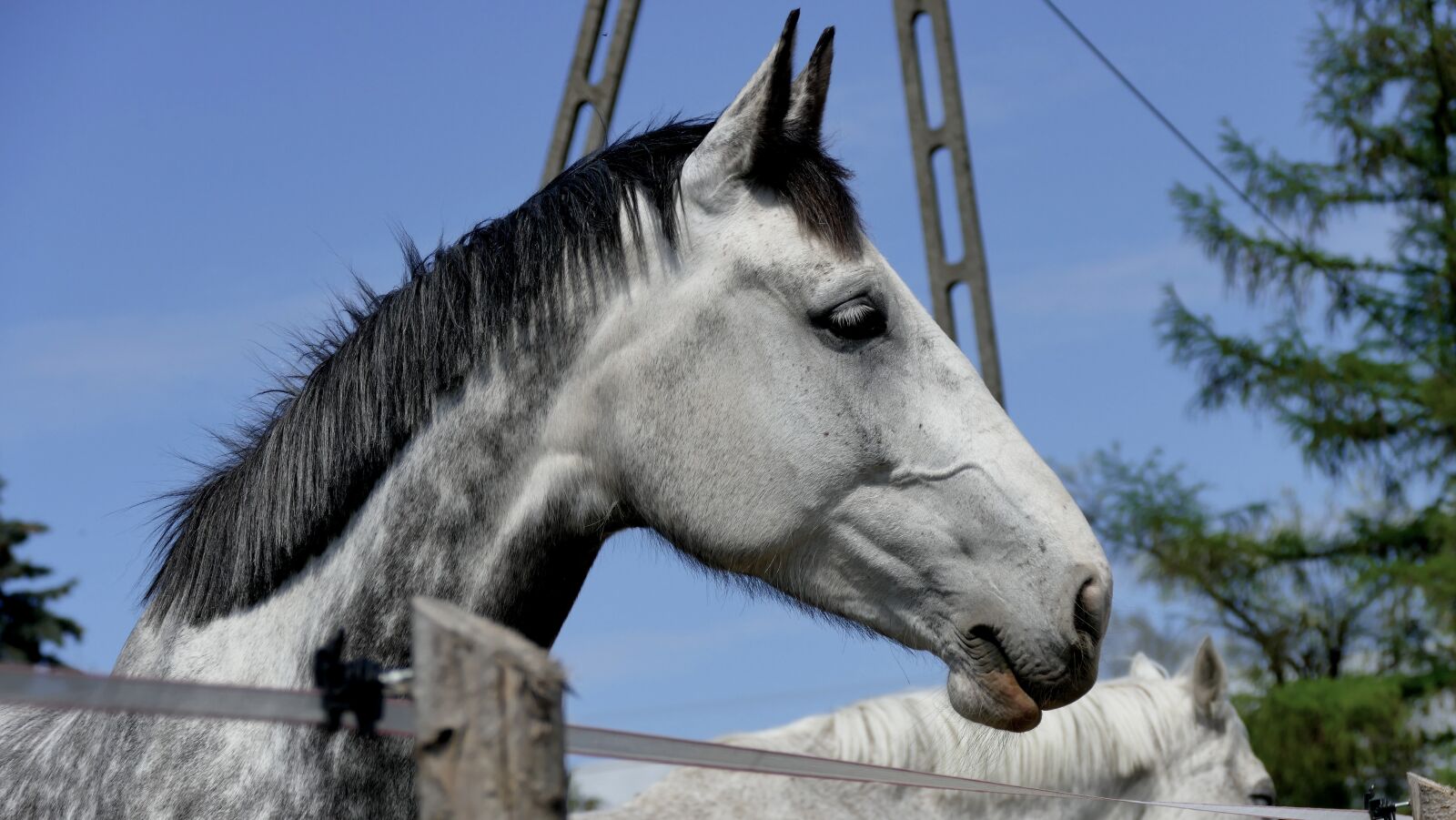 Panasonic Lumix DMC-FZ1000 sample photo. Horse, gelding, stallion photography