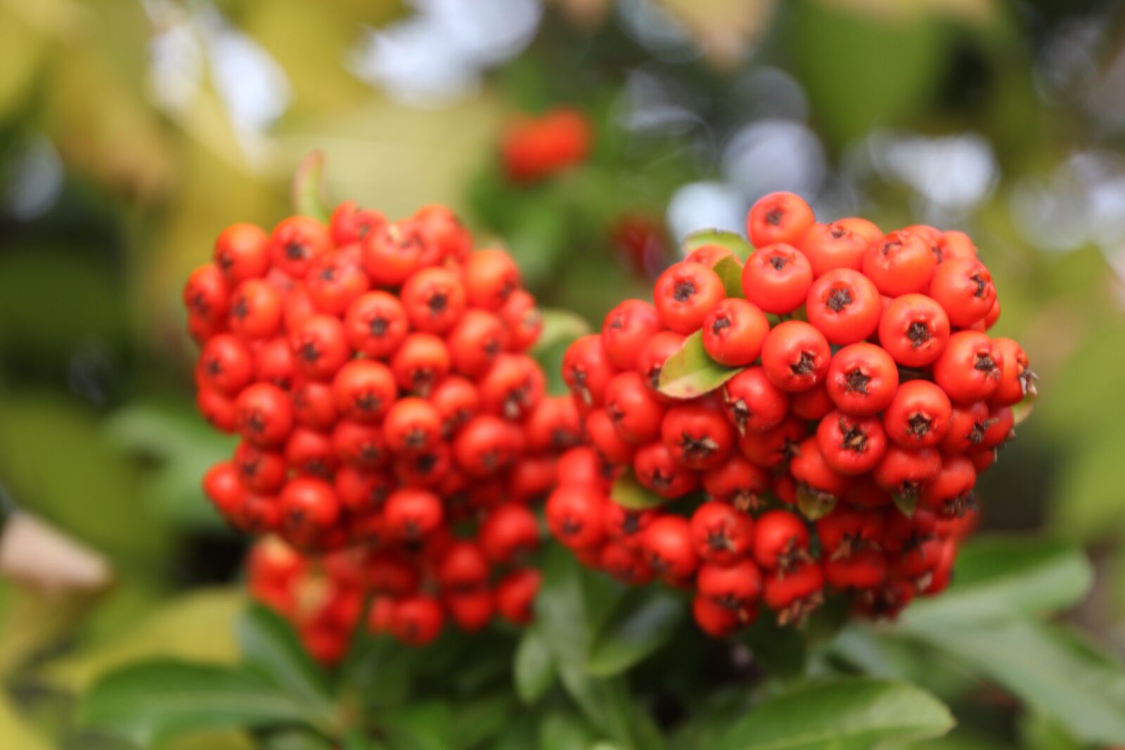 Canon EOS 600D (Rebel EOS T3i / EOS Kiss X5) sample photo. Berries, rowanberries, plant photography