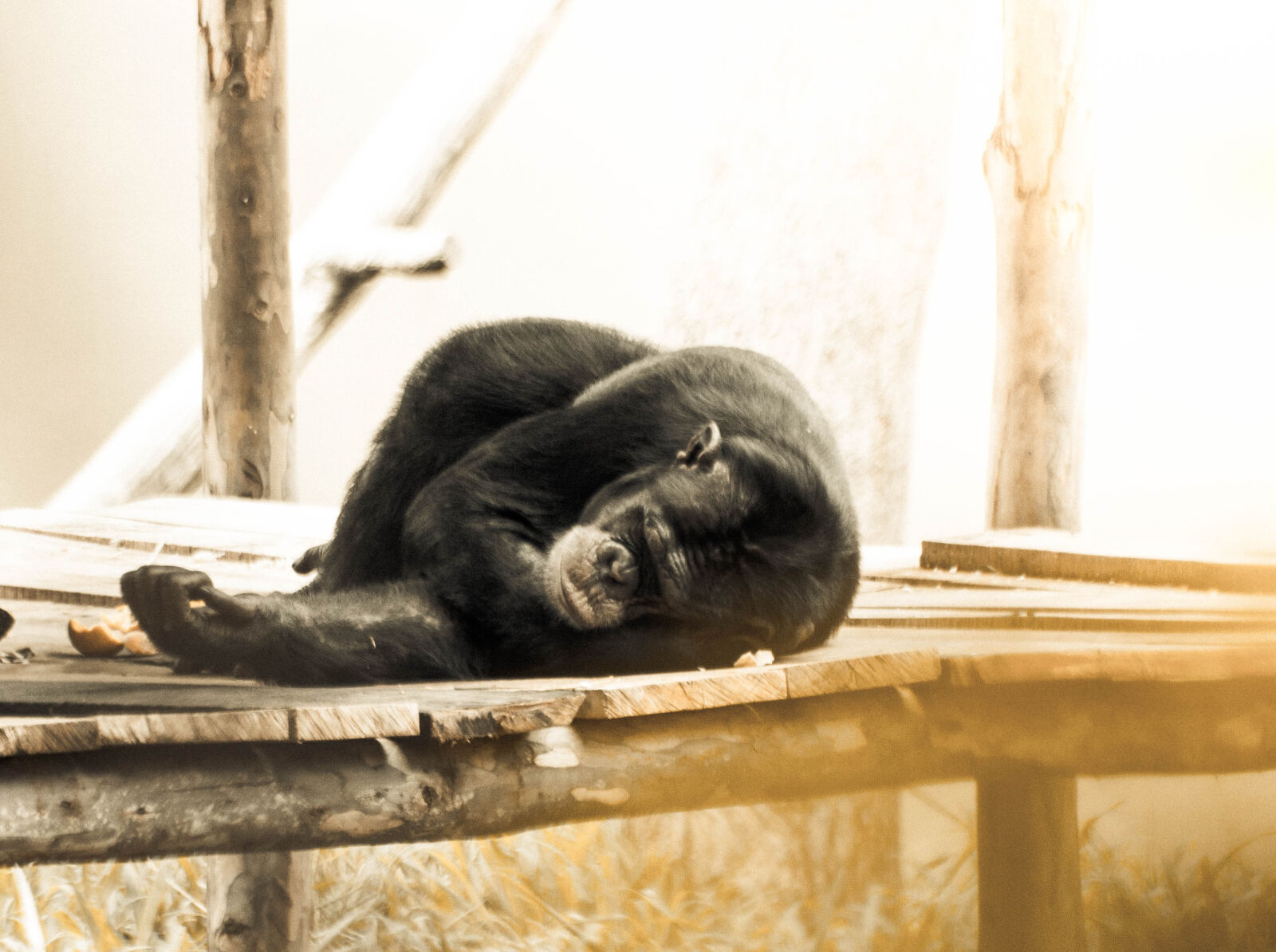 Sigma 70-300mm F4-5.6 DG OS sample photo. Animal, chimpanzee, rest, sleeping photography