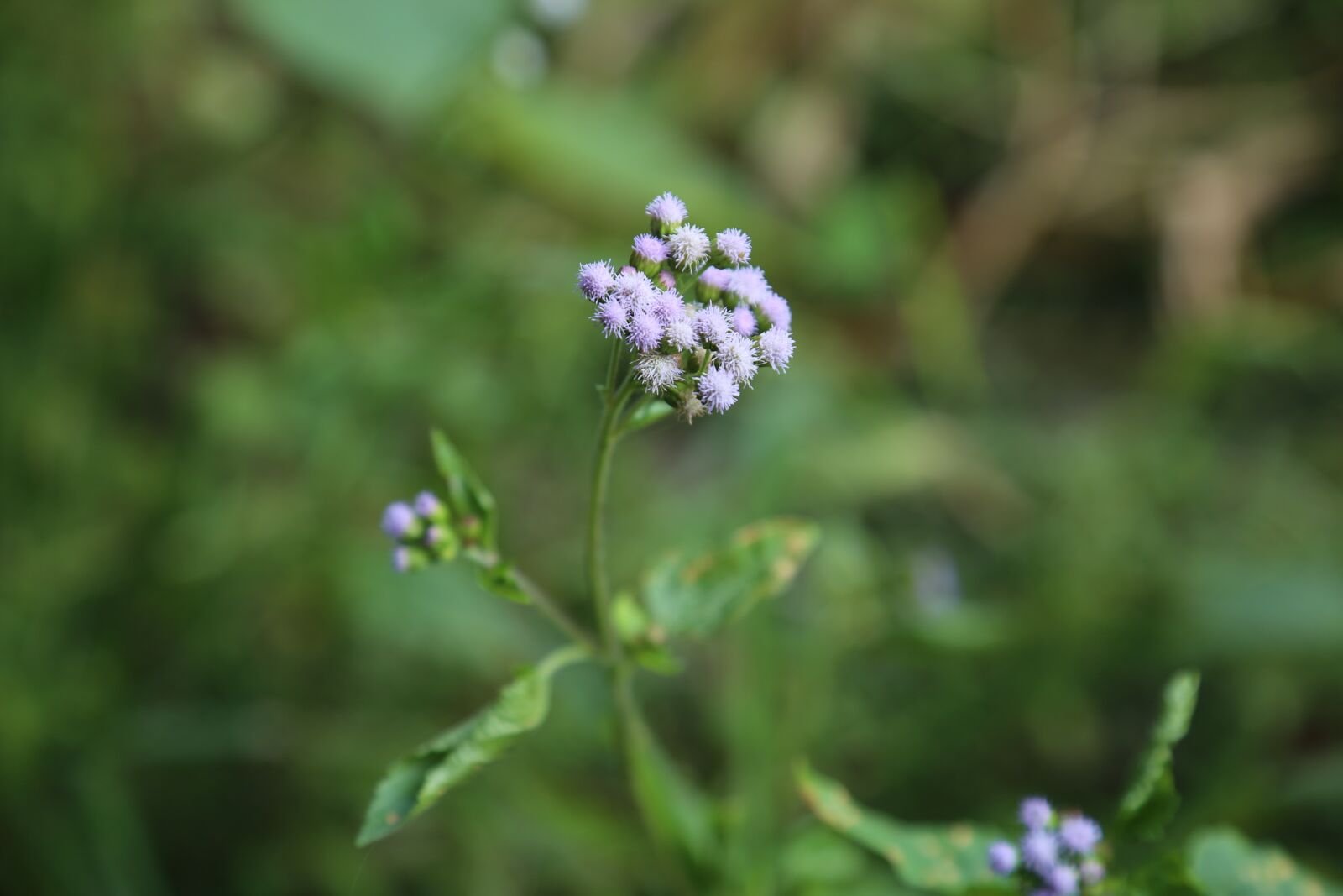 Canon EF 24-105mm F4L IS USM sample photo. The wild, nature, plant photography