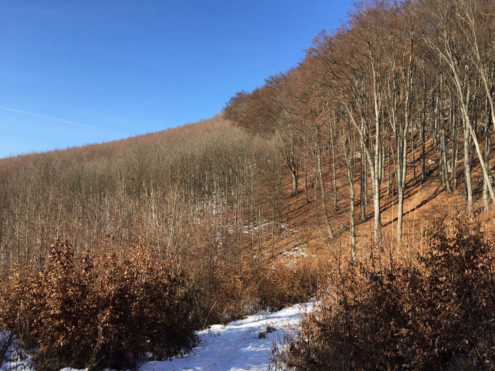 iPhone 6 back camera 4.15mm f/2.2 sample photo. Forest, hiking, trees photography