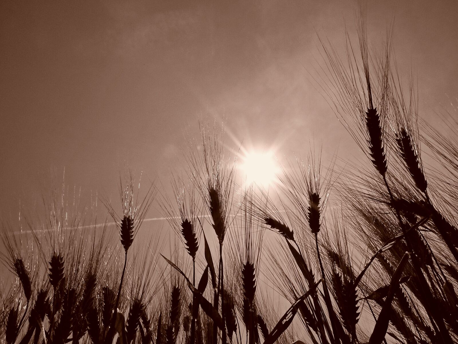 Sony Cyber-shot DSC-HX1 sample photo. Wheat, field, cereals photography