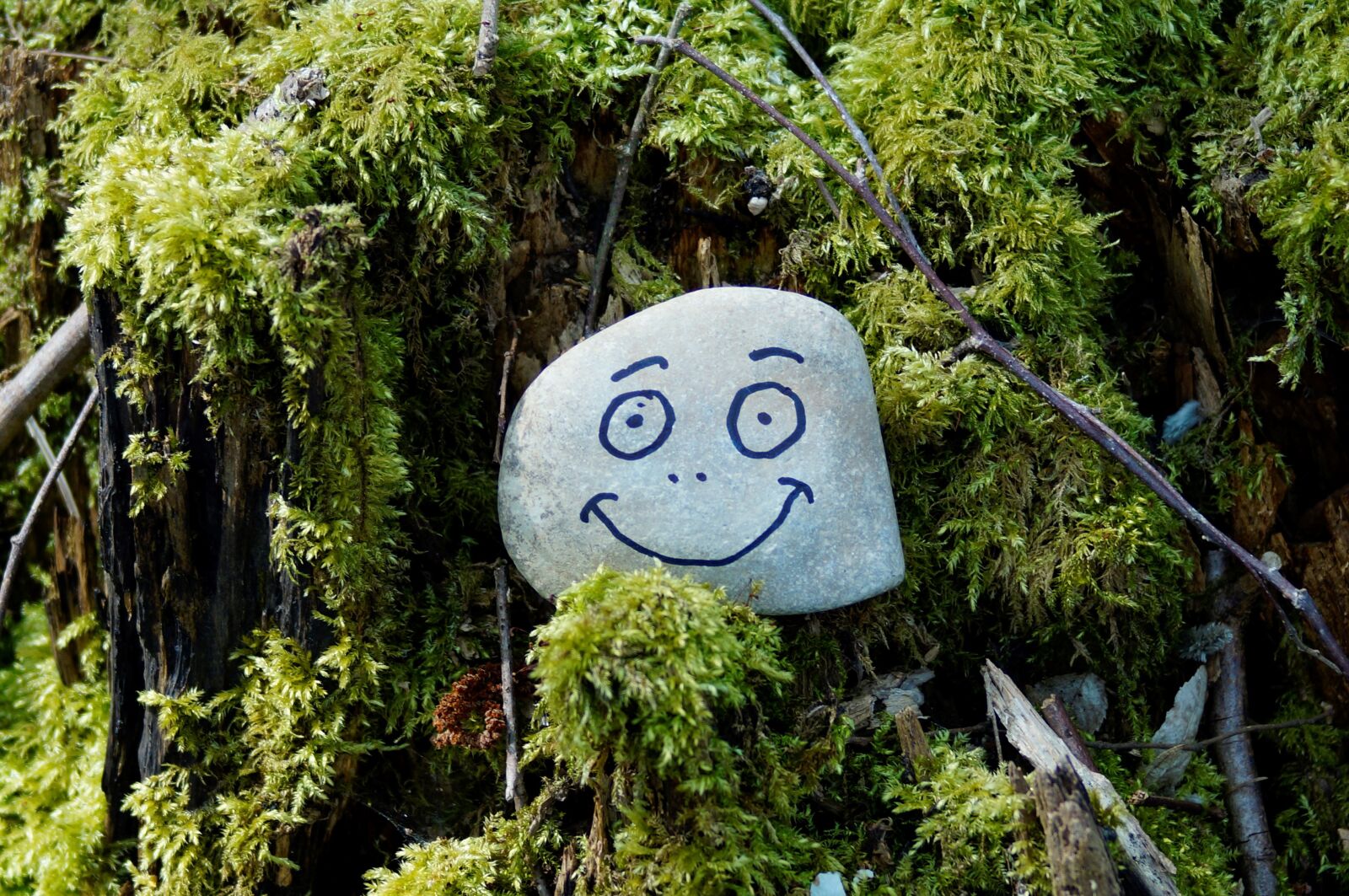 Sony SLT-A57 sample photo. A grin stone, nature photography
