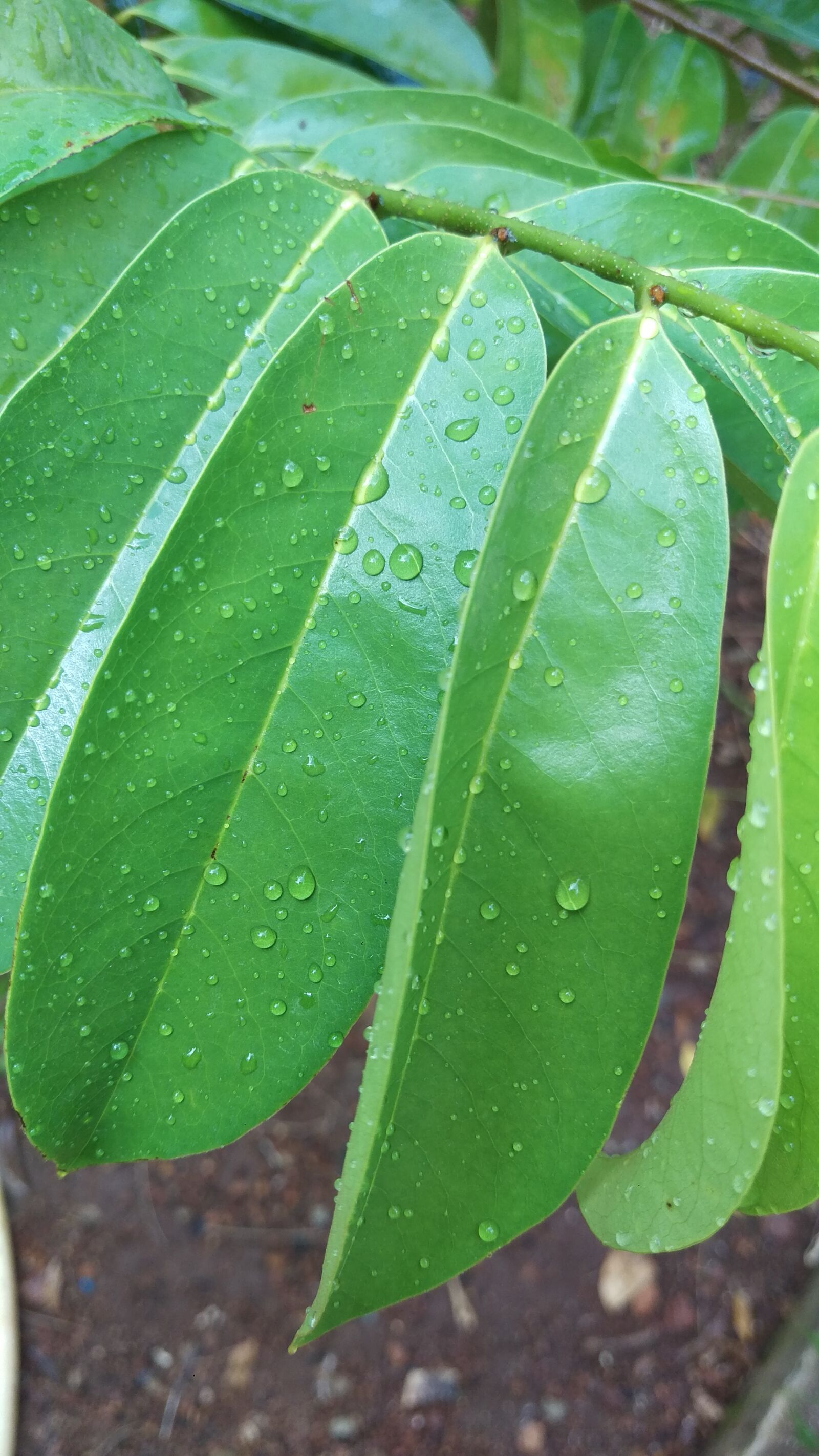 HTC ONE M9 sample photo. Leaf, flora, growth photography