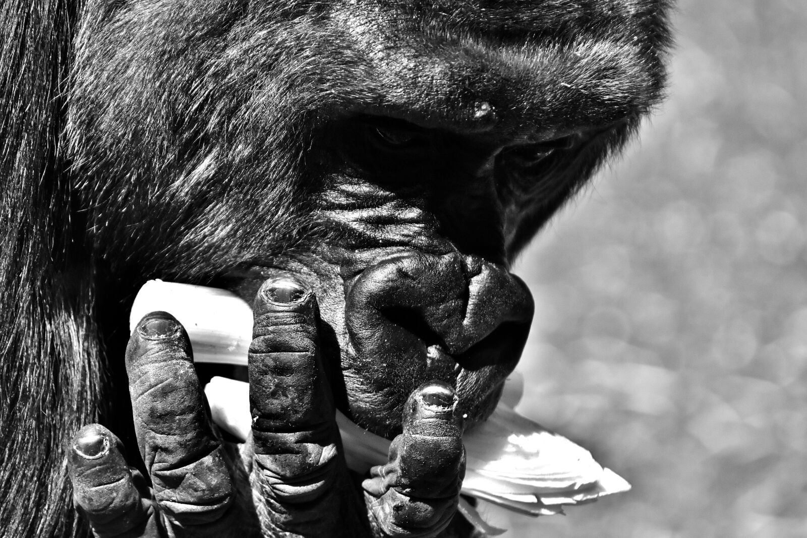 Nikon D7200 sample photo. Gorilla, monkey, funny photography