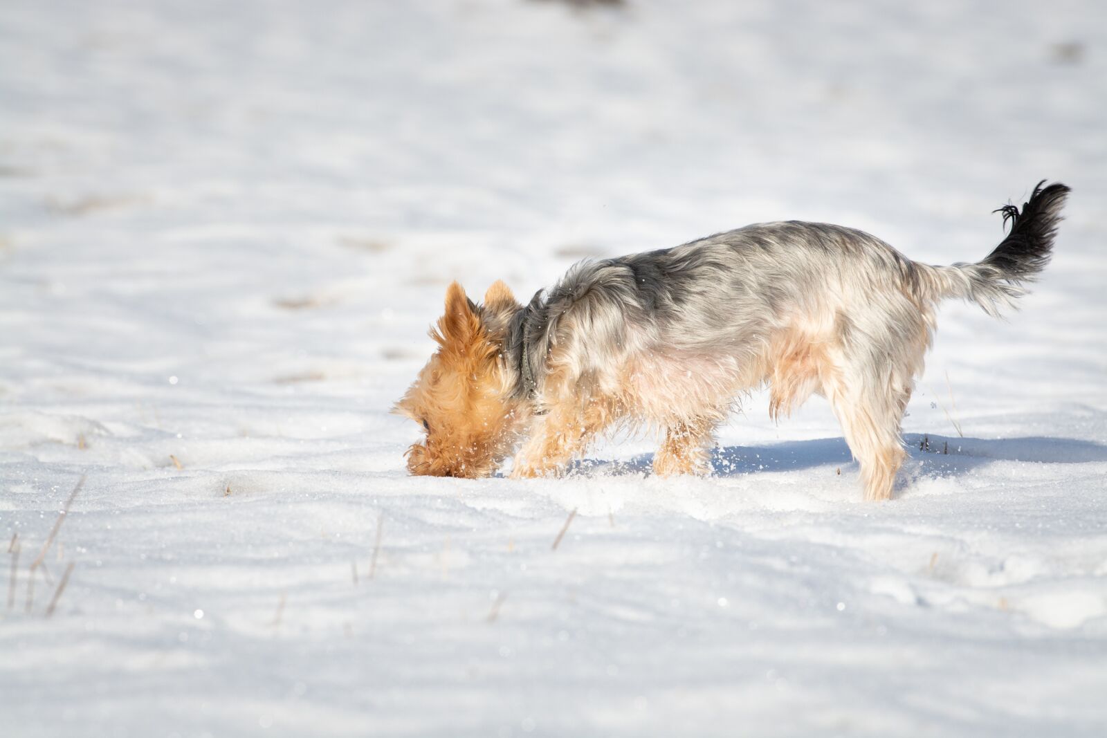 Nikon D7100 sample photo. Dog, winter, snow photography