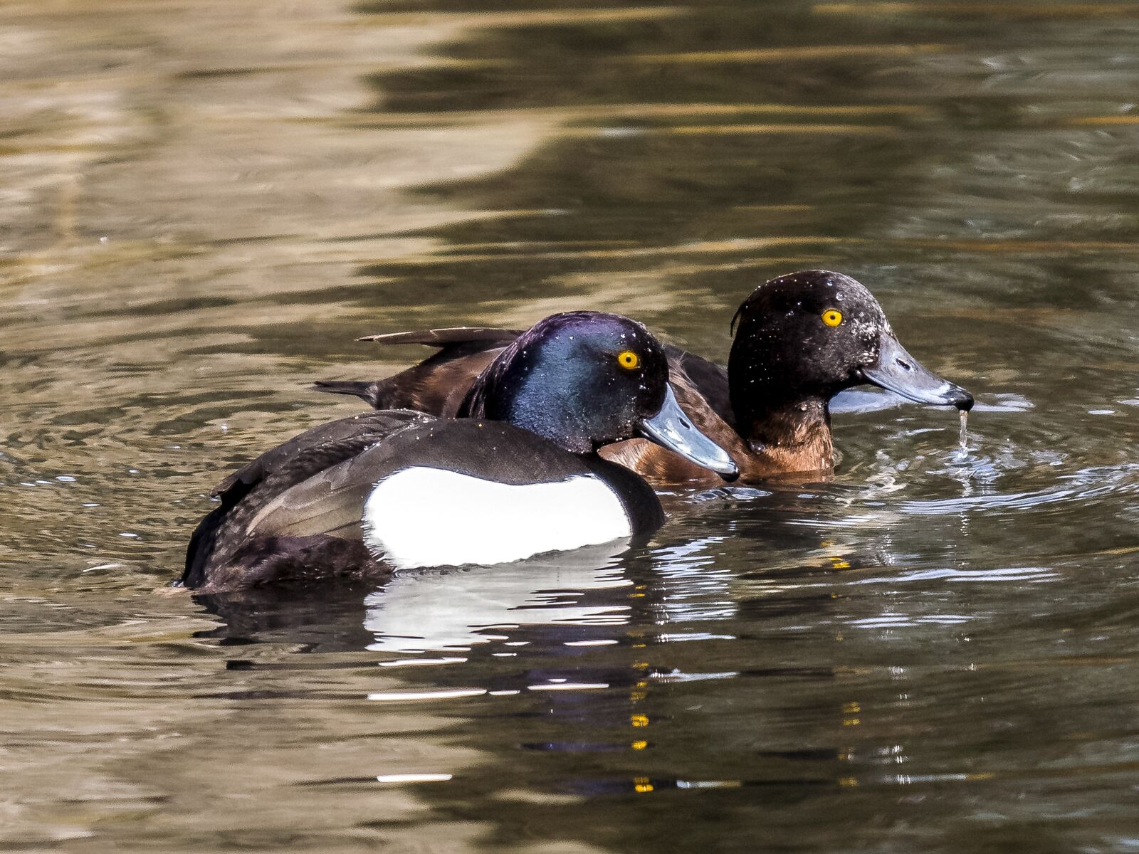 Olympus E-3 sample photo. Row pension, duck, water photography