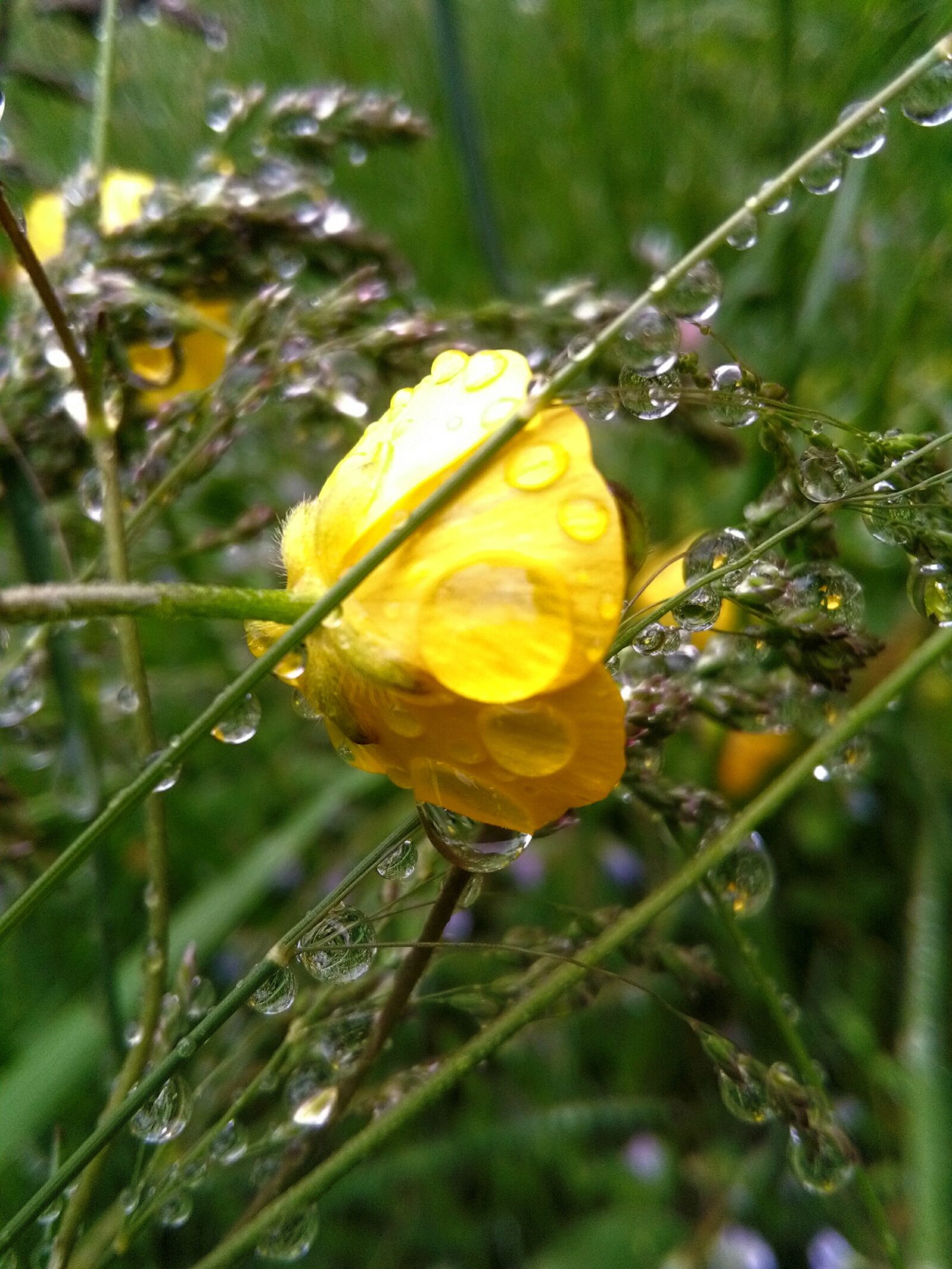 HUAWEI Y6 sample photo. Meadow, rain, flowers photography