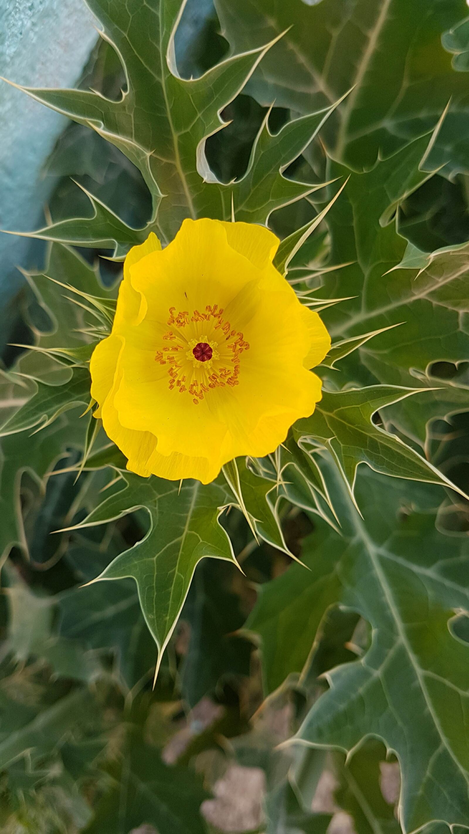 Samsung Galaxy S7 sample photo. Naturaleza, flores, natural photography