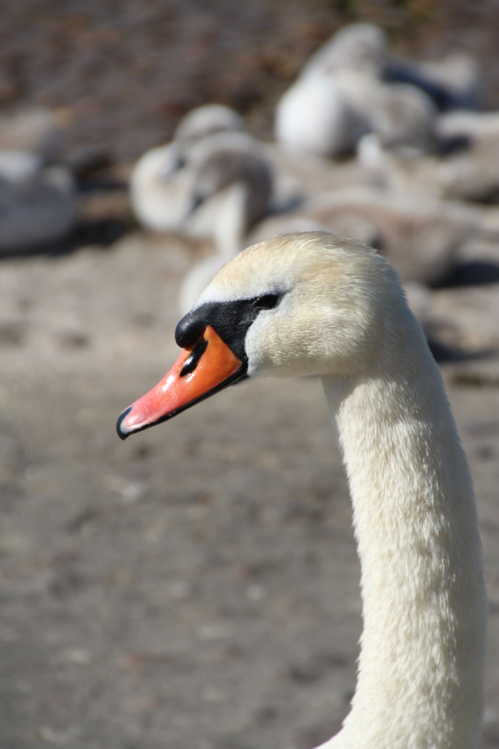 Canon EOS 1200D (EOS Rebel T5 / EOS Kiss X70 / EOS Hi) sample photo. Swan, swan family, bill photography