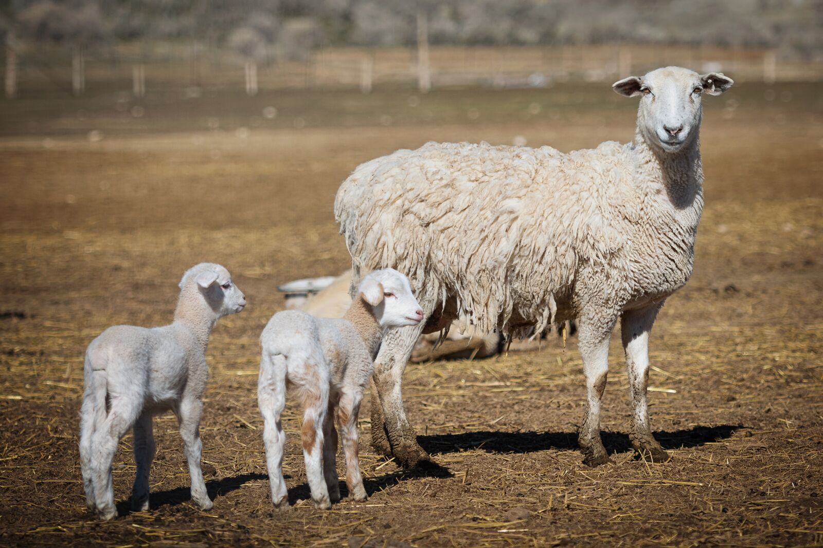 Nikon D7200 sample photo. Lambs, sheep, animal photography