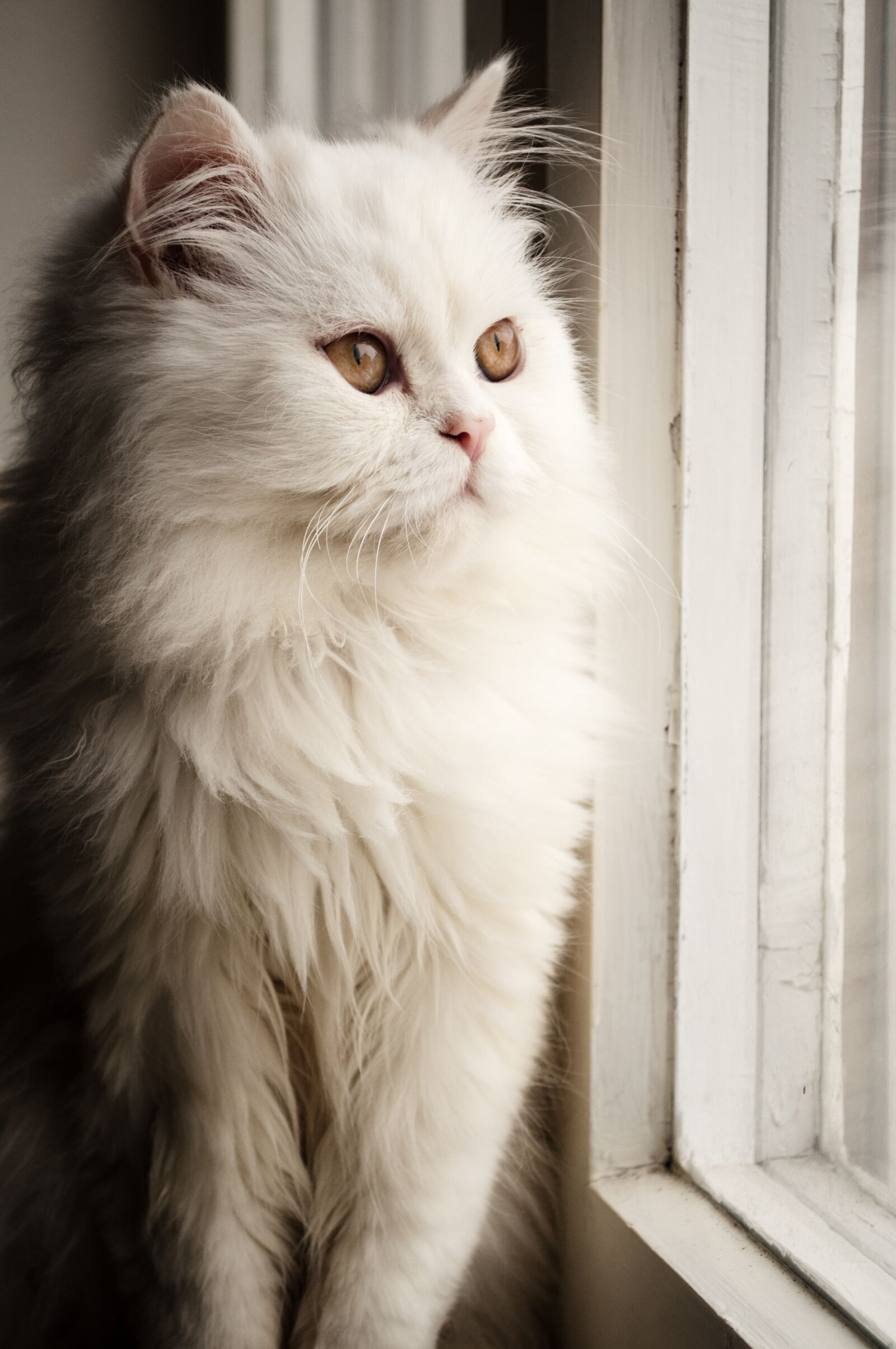 Nikon D5000 sample photo. Cat, cute, domestic photography