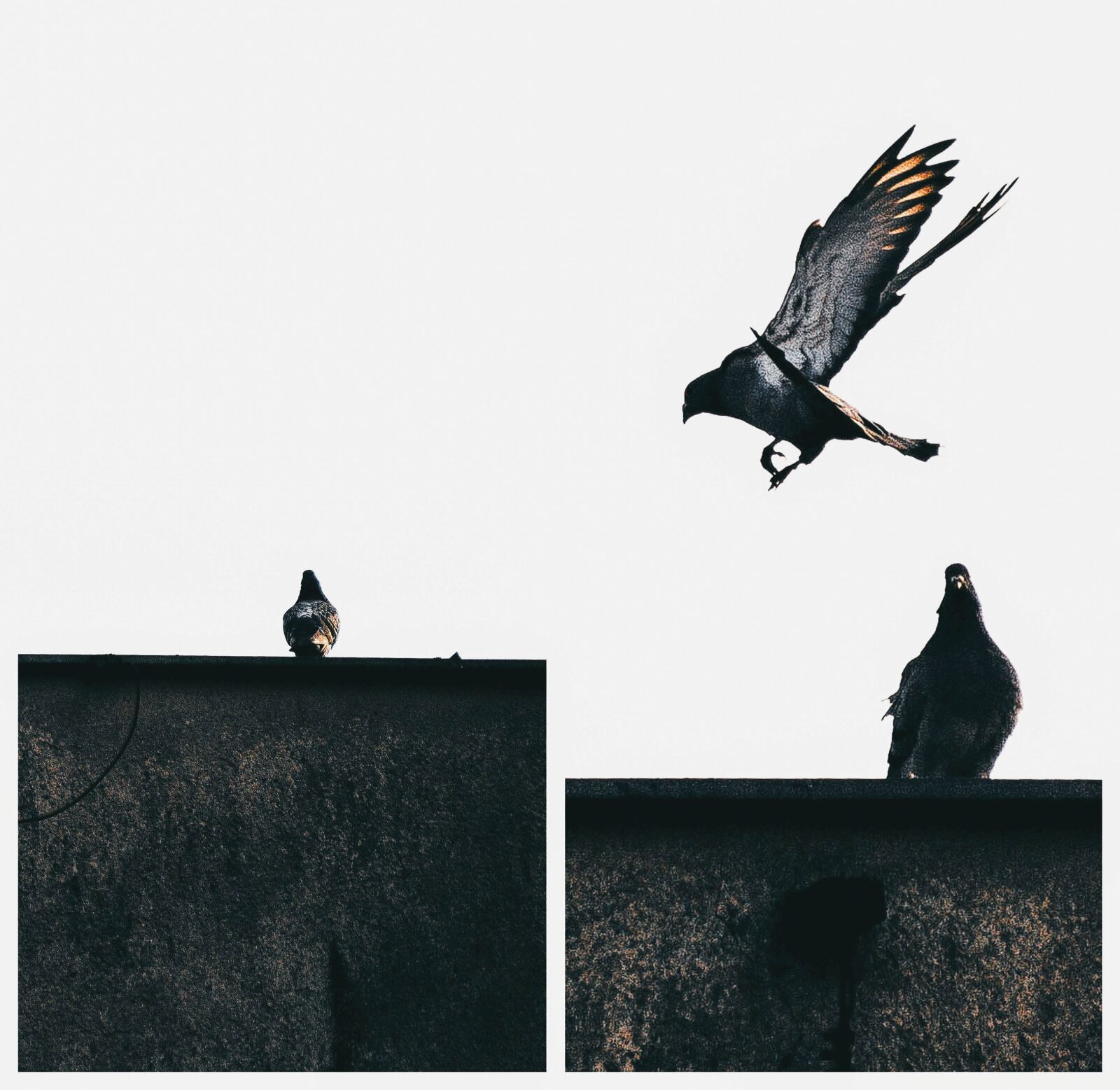 Canon EOS 6D sample photo. Bird, dove, pen photography
