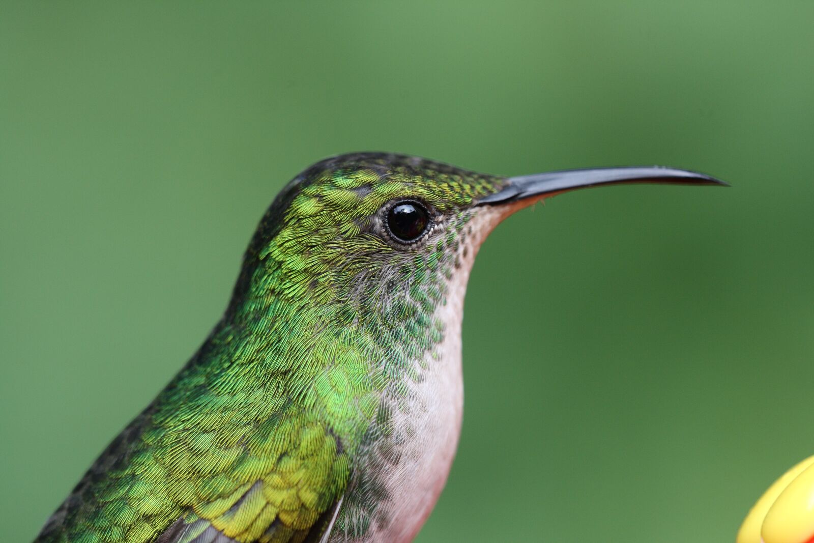 Canon EOS 400D (EOS Digital Rebel XTi / EOS Kiss Digital X) sample photo. Hummingbird, bird, green photography