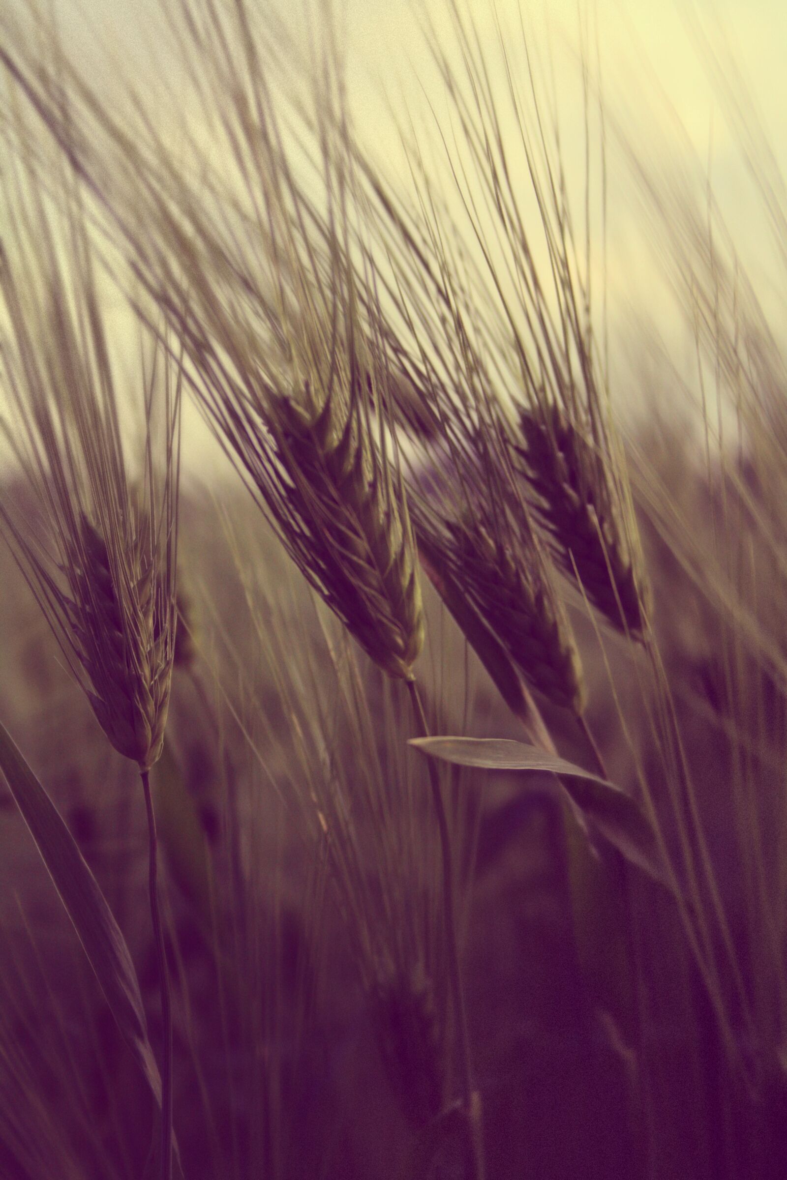 Canon EF-S 18-55mm F3.5-5.6 II sample photo. Wheat, crops, rice, field photography