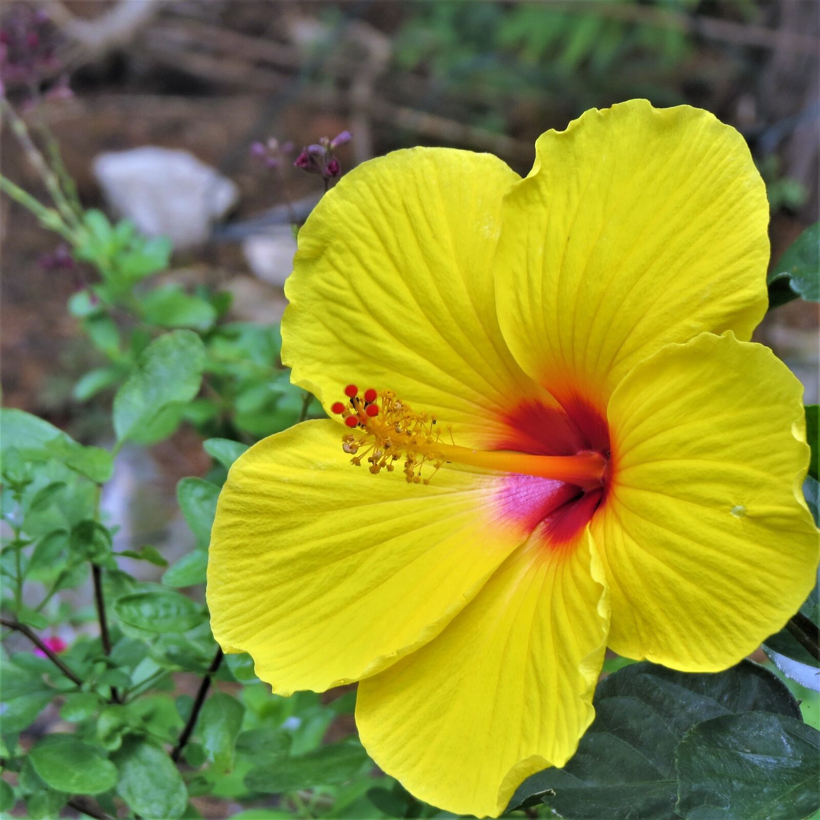 Canon PowerShot SX50 HS sample photo. Yellow, pink, flower photography