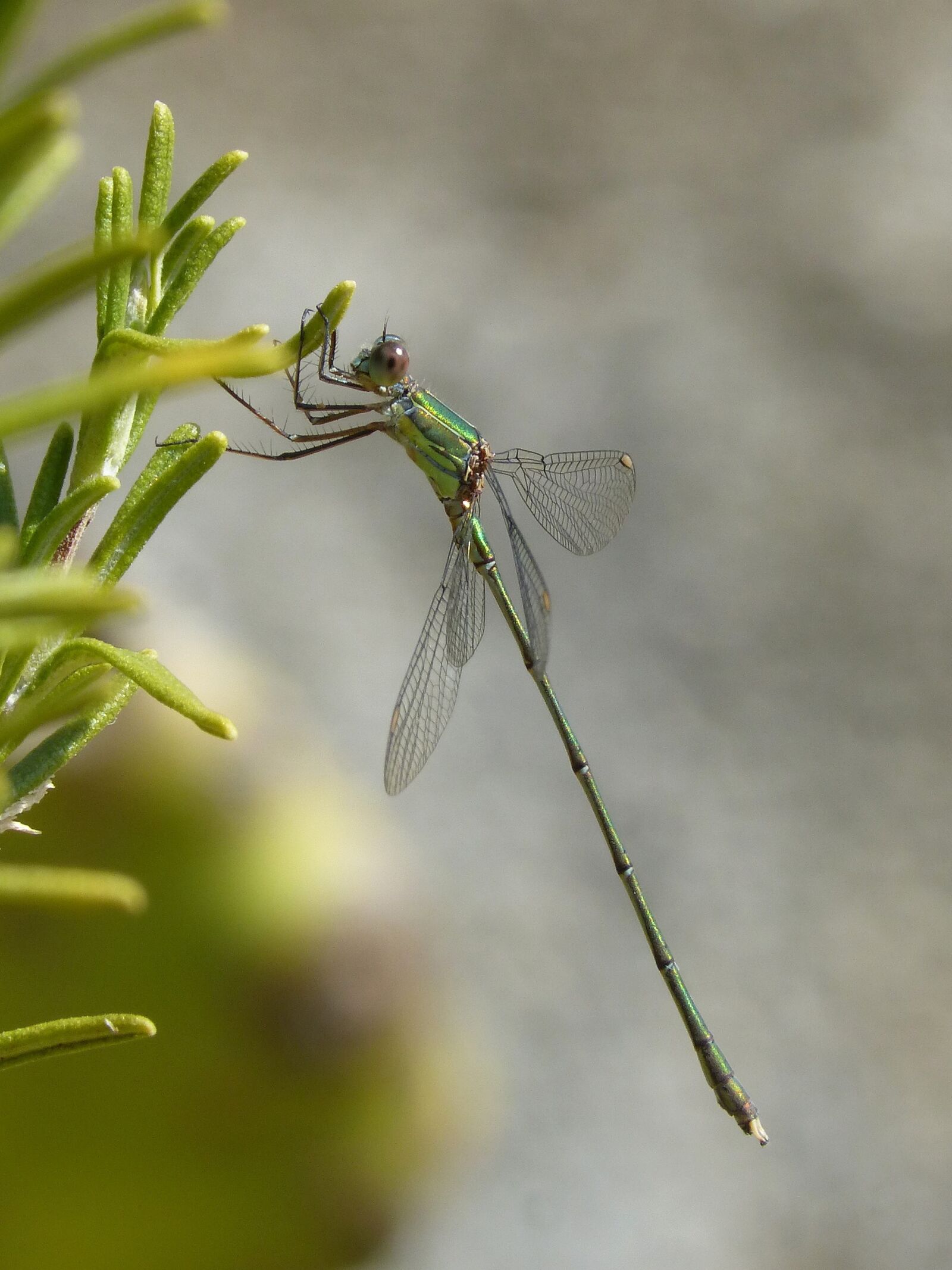 Panasonic DMC-FZ62 sample photo. Dragonfly, green dragonfly, rosemary photography