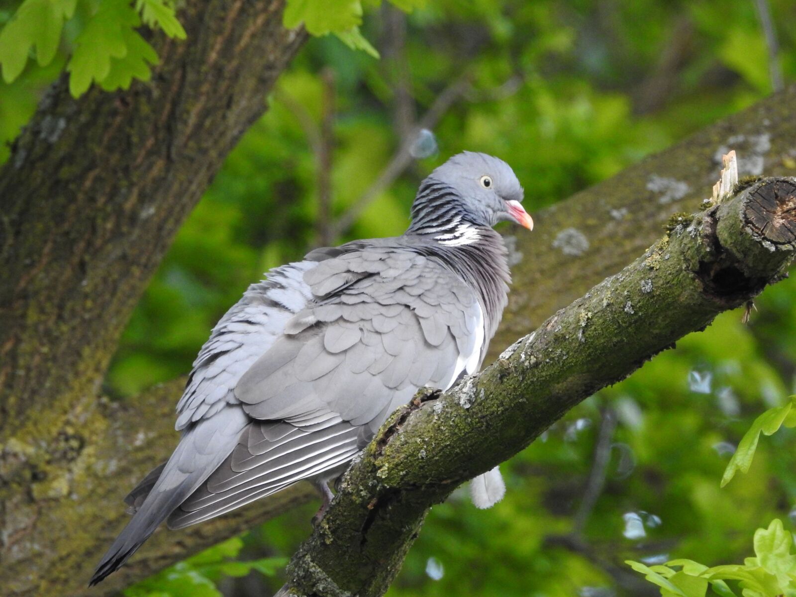 Nikon Coolpix P900 sample photo. Dove, ringdove, bird photography