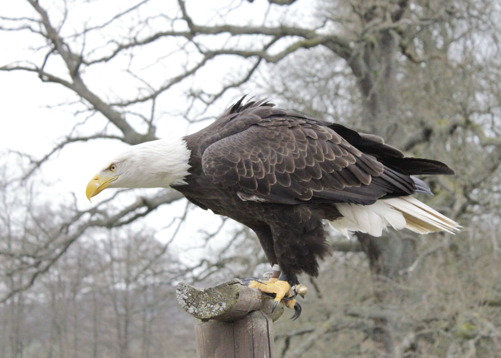 Canon EOS 550D (EOS Rebel T2i / EOS Kiss X4) sample photo. Adler, bird, bird of photography