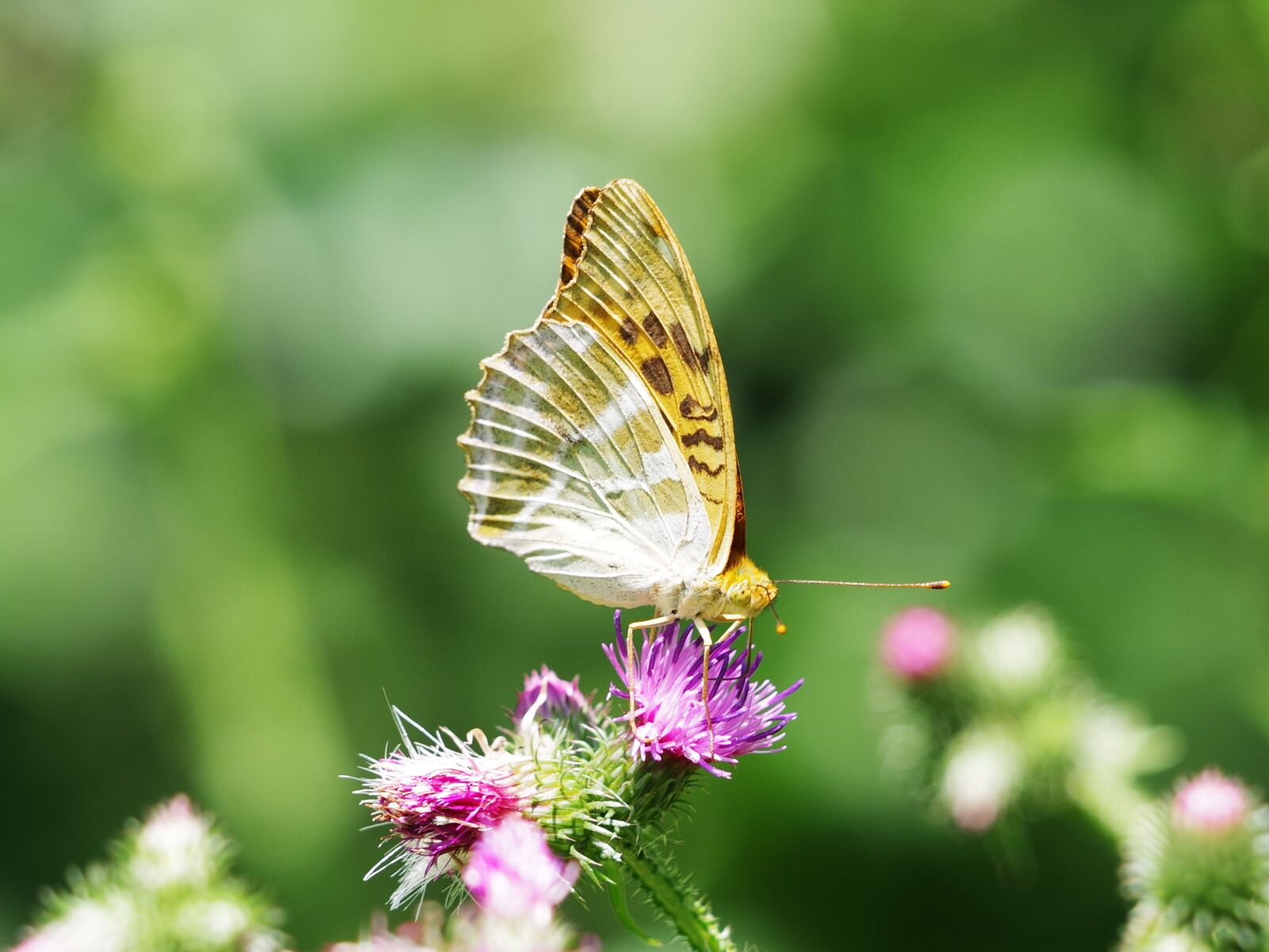 Pentax K-70 sample photo. Mother of pearl butterfly photography