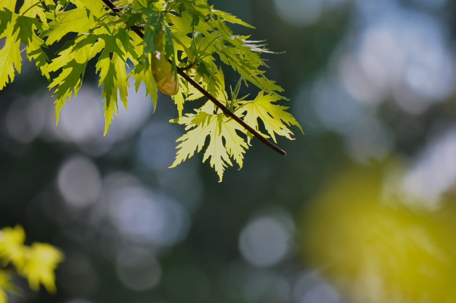 Nikon D90 sample photo. Maple, silver maple, acer photography