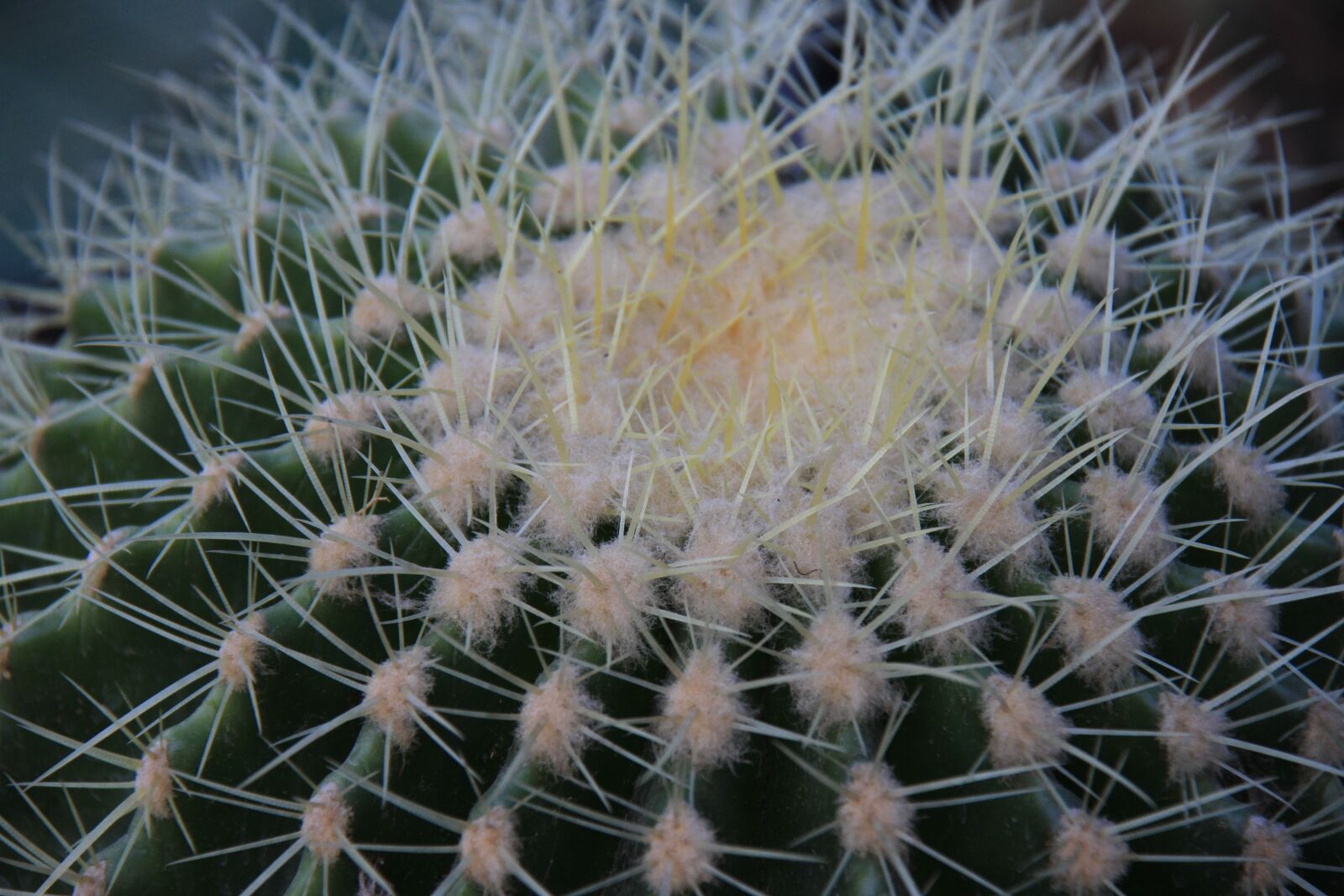 Canon EOS 7D sample photo. Cactus, sharp, succulent photography