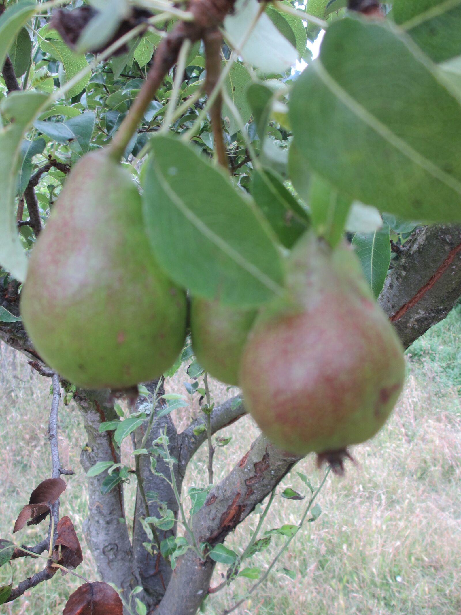 Canon PowerShot ELPH 310 HS (IXUS 230 HS / IXY 600F) sample photo. Pears, to, pear tree photography