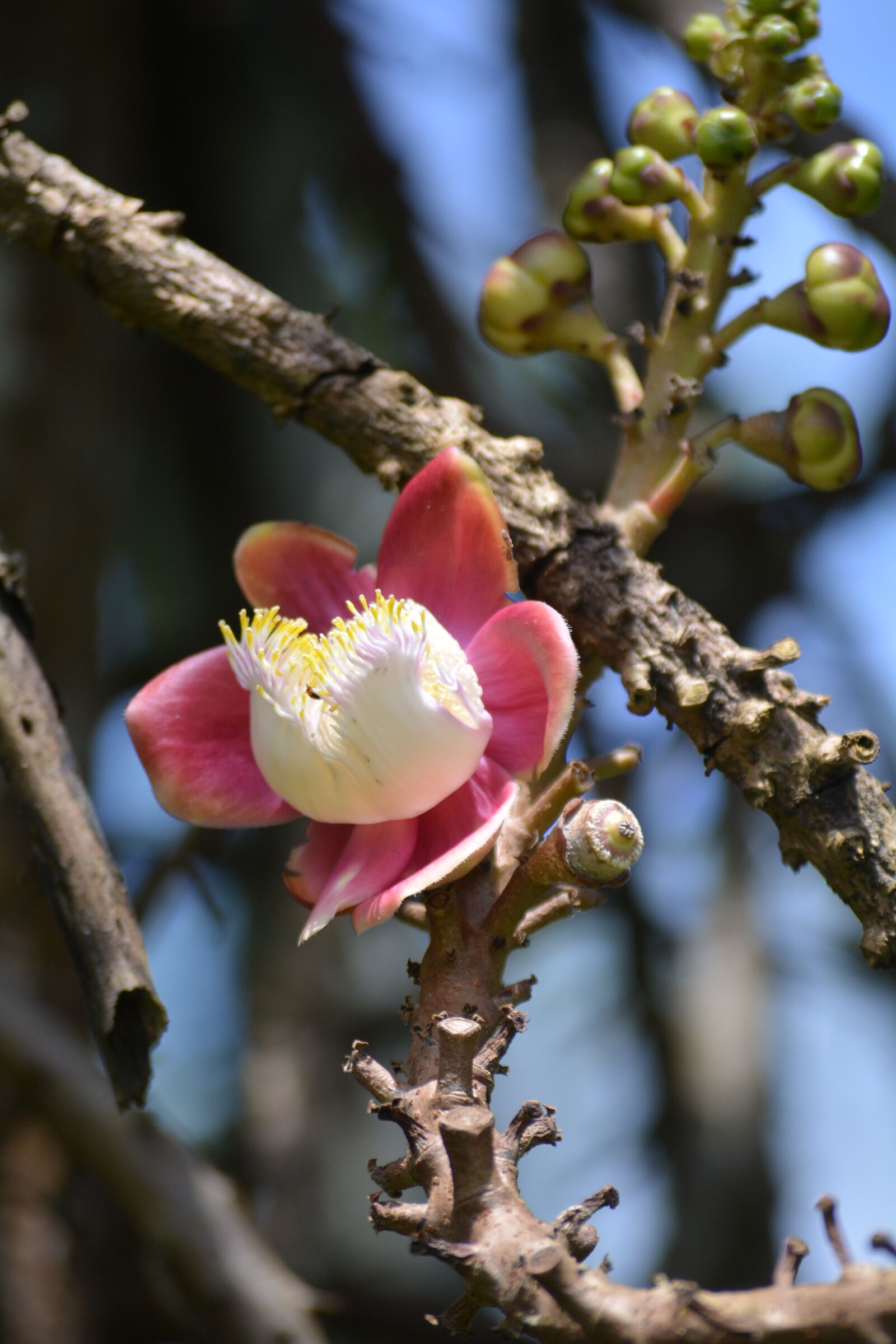 Nikon D5200 sample photo. Flower, nature, forest photography