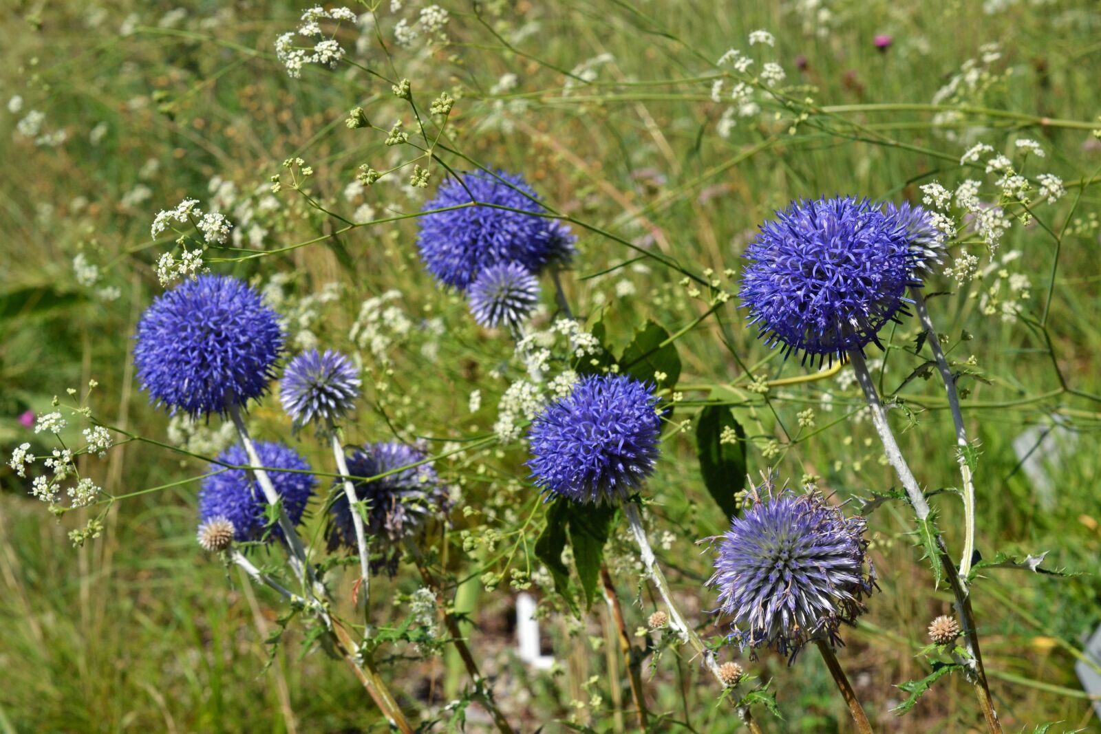 Nikon D3100 sample photo. Ruthenian kugeldistel, echinops ritro photography